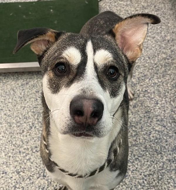 Enlarge Scout, a Adoptable mixed breed in Golden, CO image 1/1