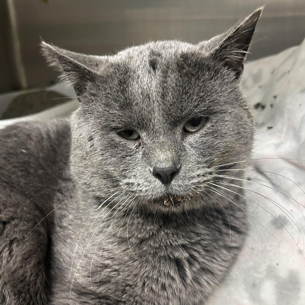 Enlarge Jake, a Adoptable Domestic Short Hair in Edwardsville, IL image 1/1