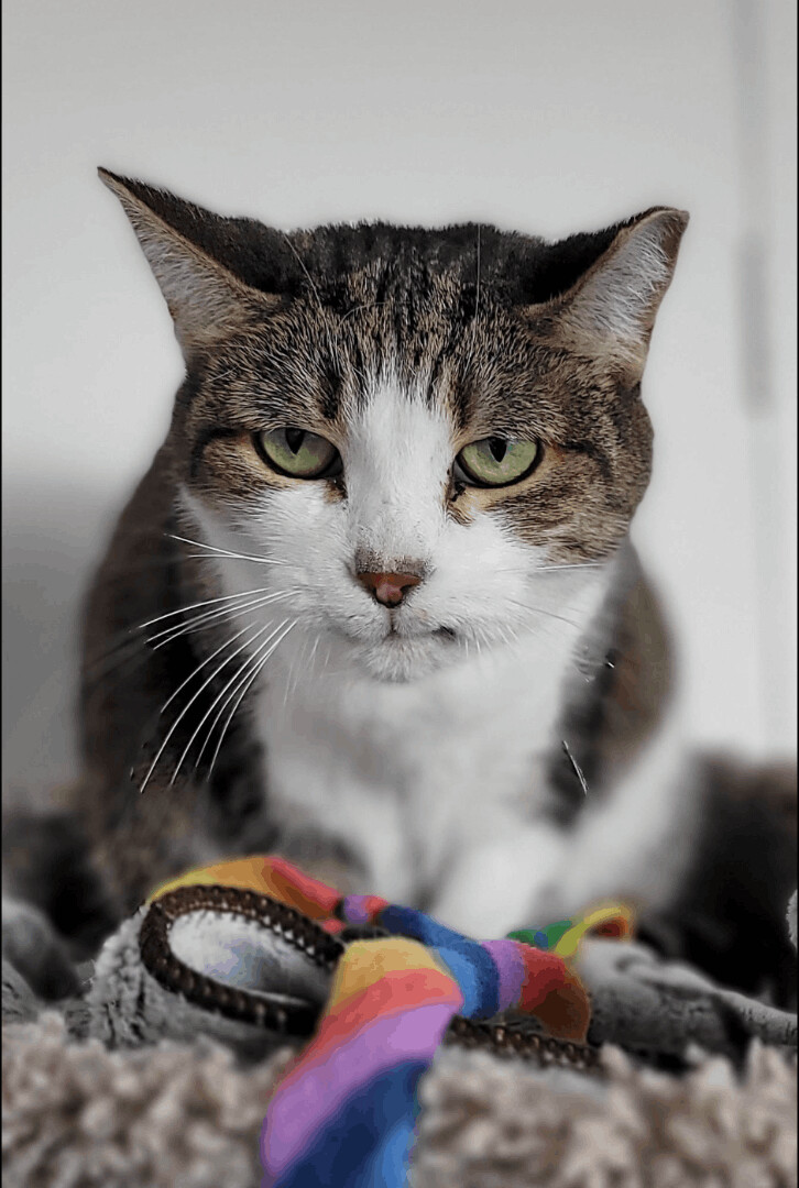 Prancer, a Adoptable Domestic Short Hair in Toronto, ON image 1/4