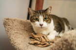 Prancer, a Adoptable Domestic Short Hair in Toronto, ON image 3/4
