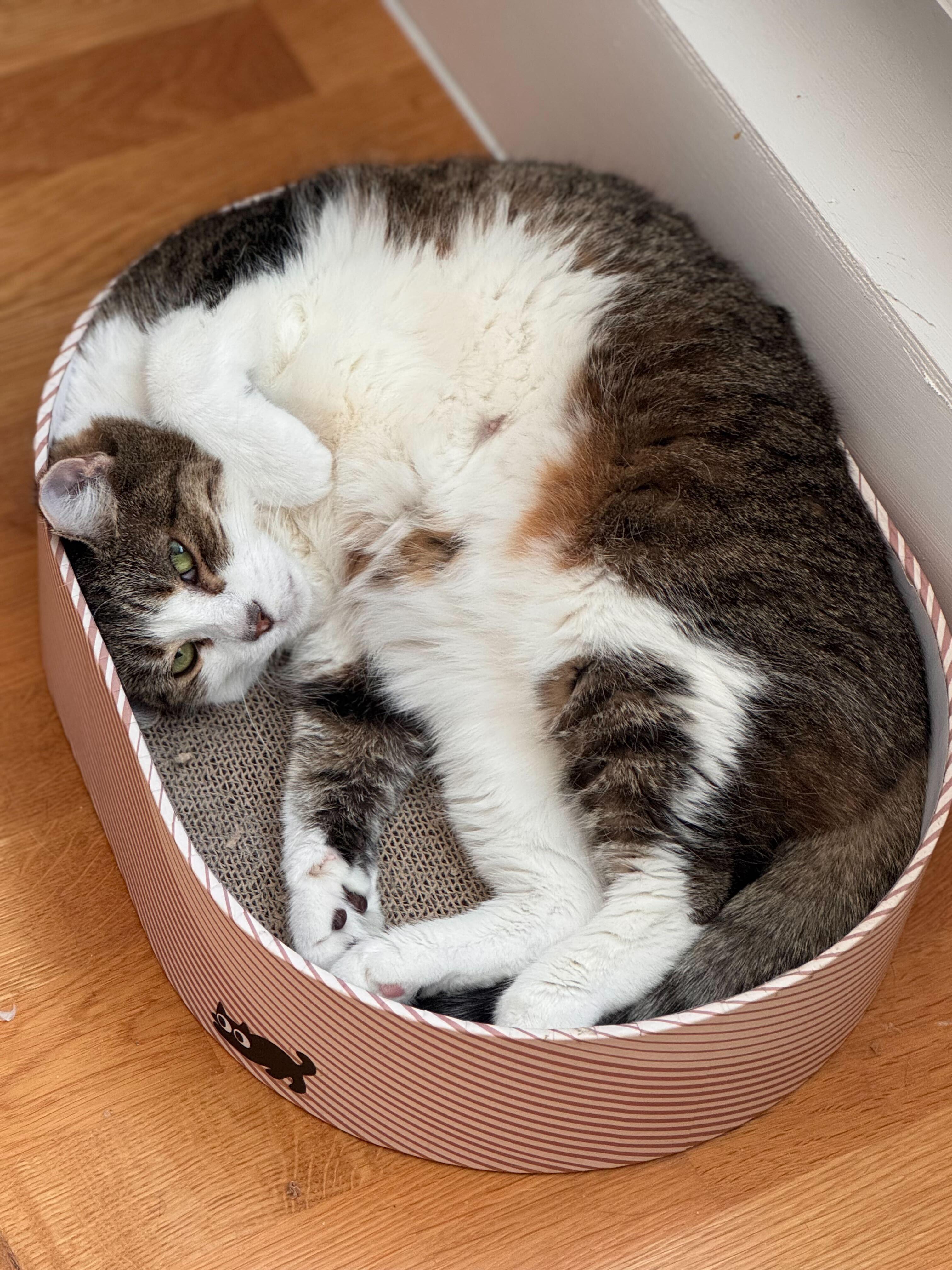 Enlarge Prancer, a Adoptable Domestic Short Hair in Toronto, ON image 5/6