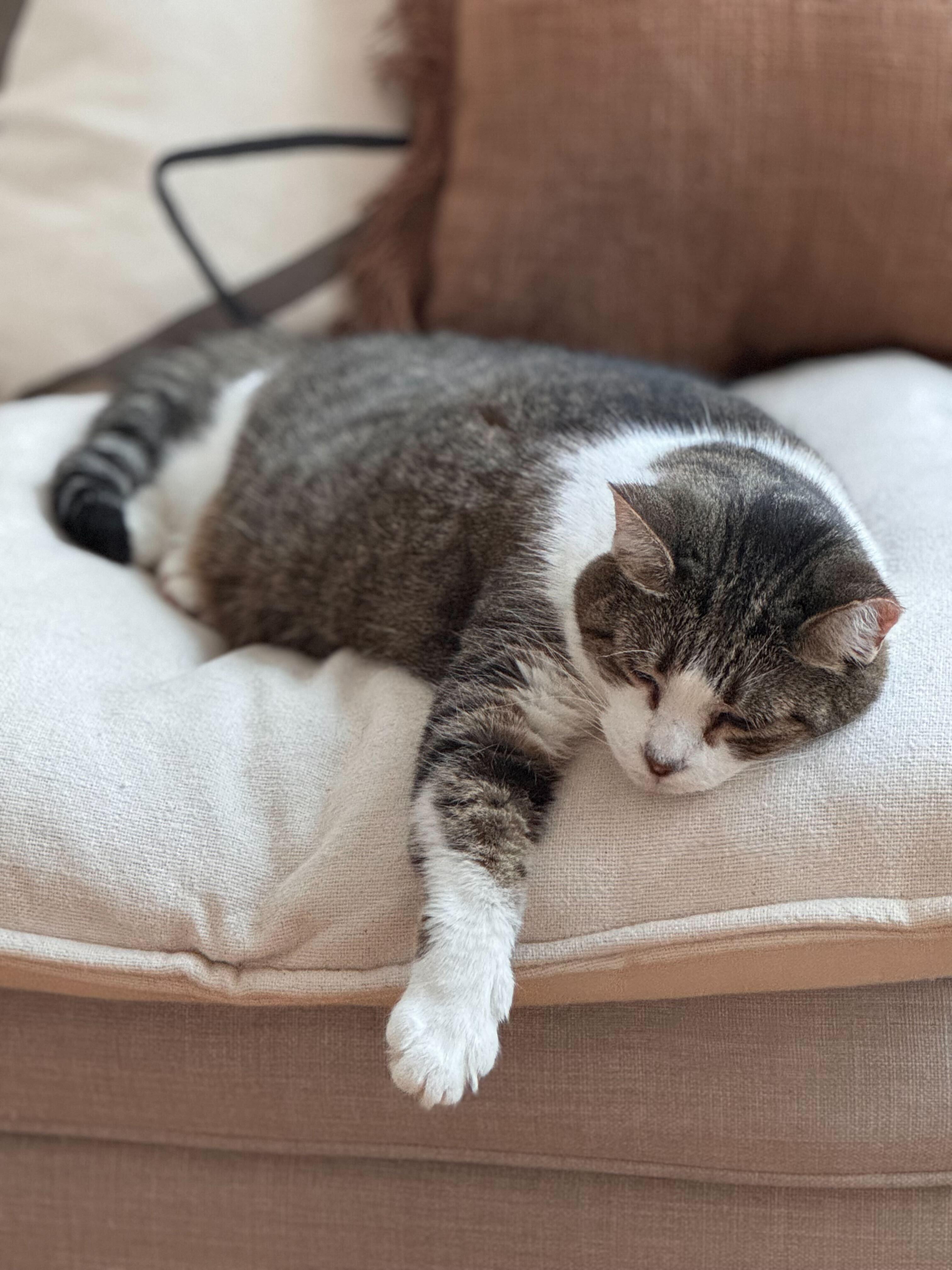 Enlarge Prancer, a Adoptable Domestic Short Hair in Toronto, ON image 6/6
