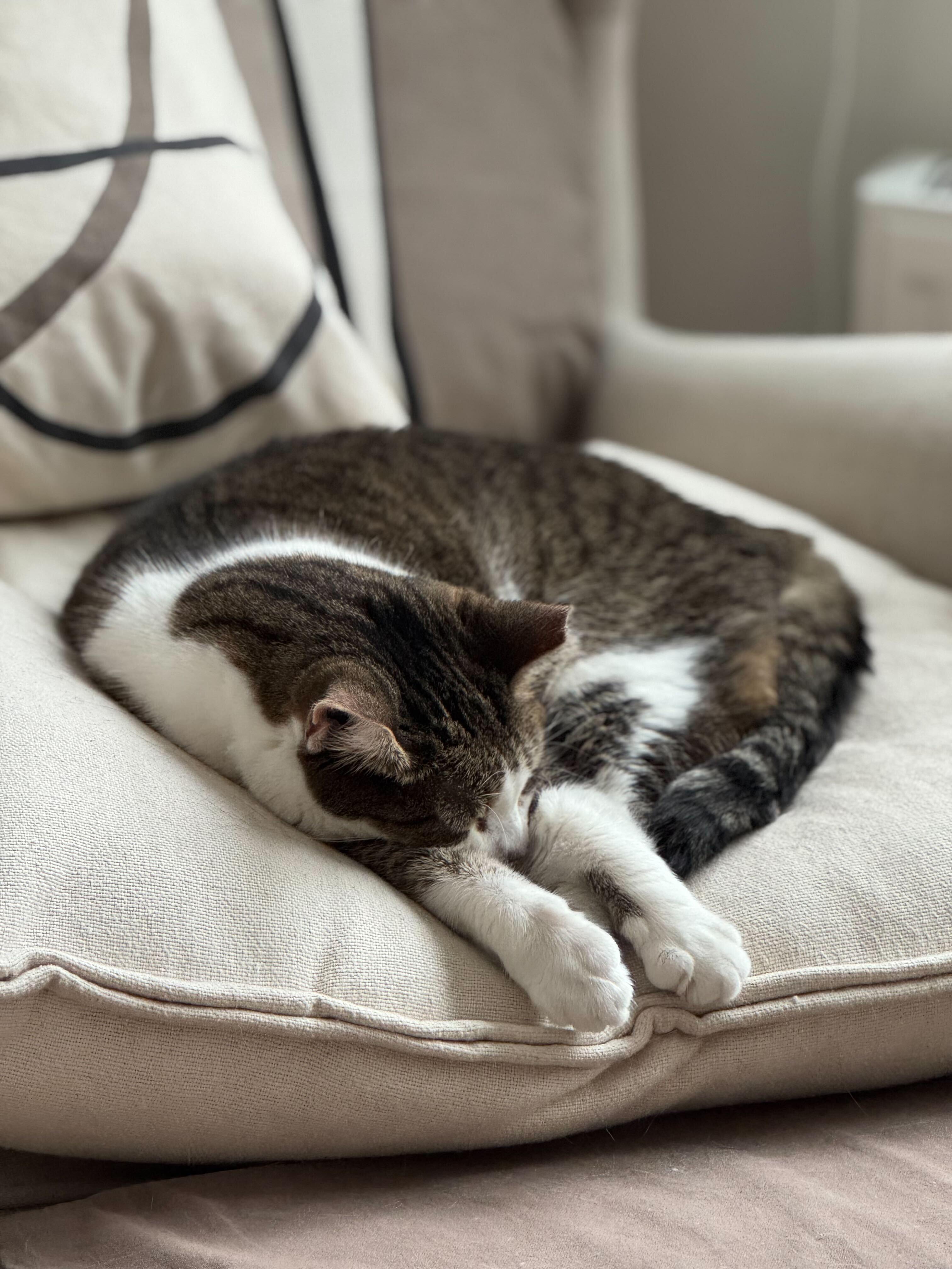 Prancer, a Adoptable Domestic Short Hair in Toronto, ON image 4/4