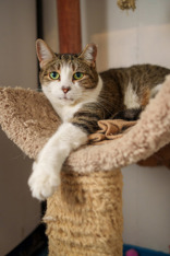 Prancer, a Adoptable Domestic Short Hair in Toronto, ON image 2/4