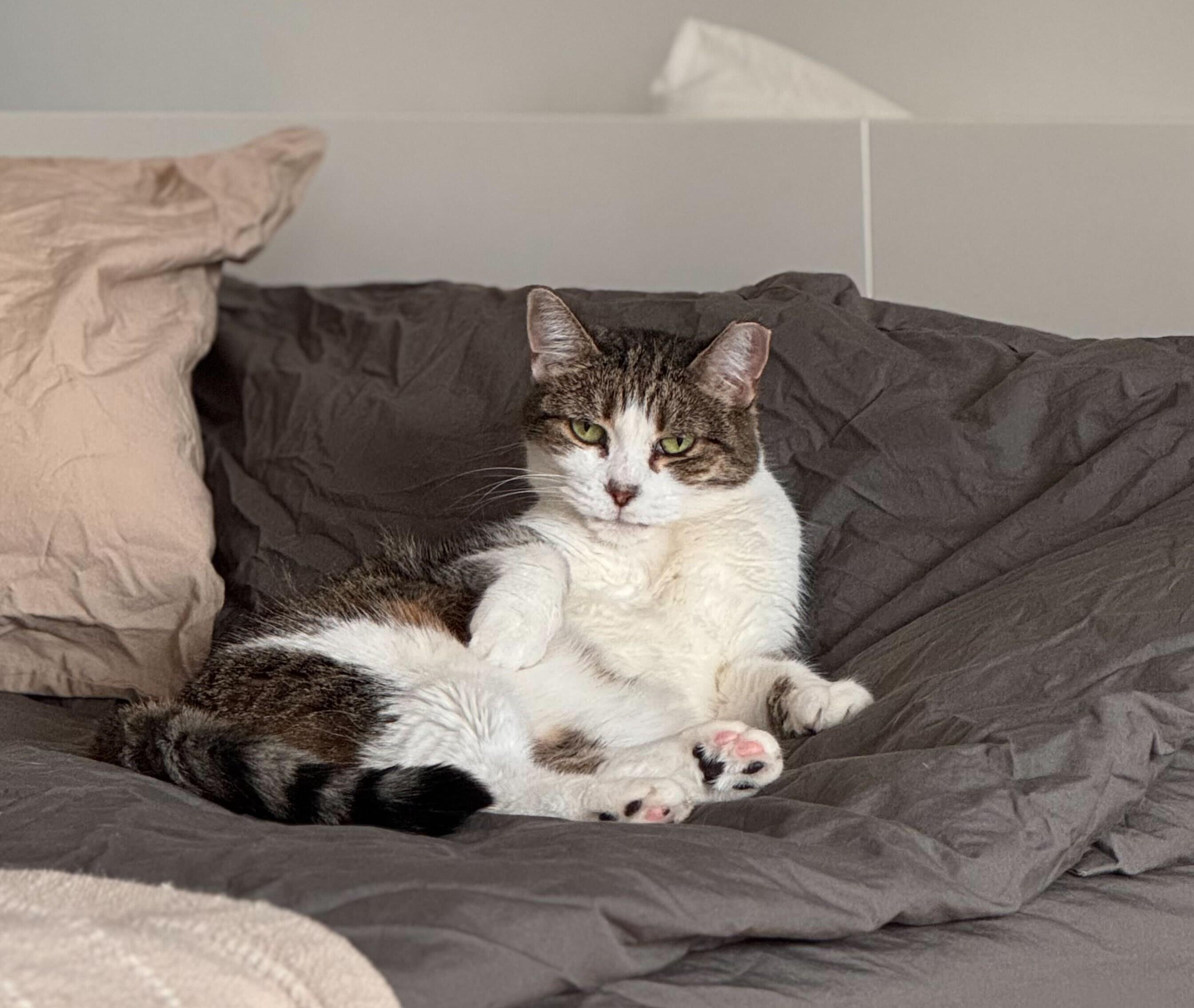 Enlarge Prancer, a Adoptable Domestic Short Hair in Toronto, ON image 4/6
