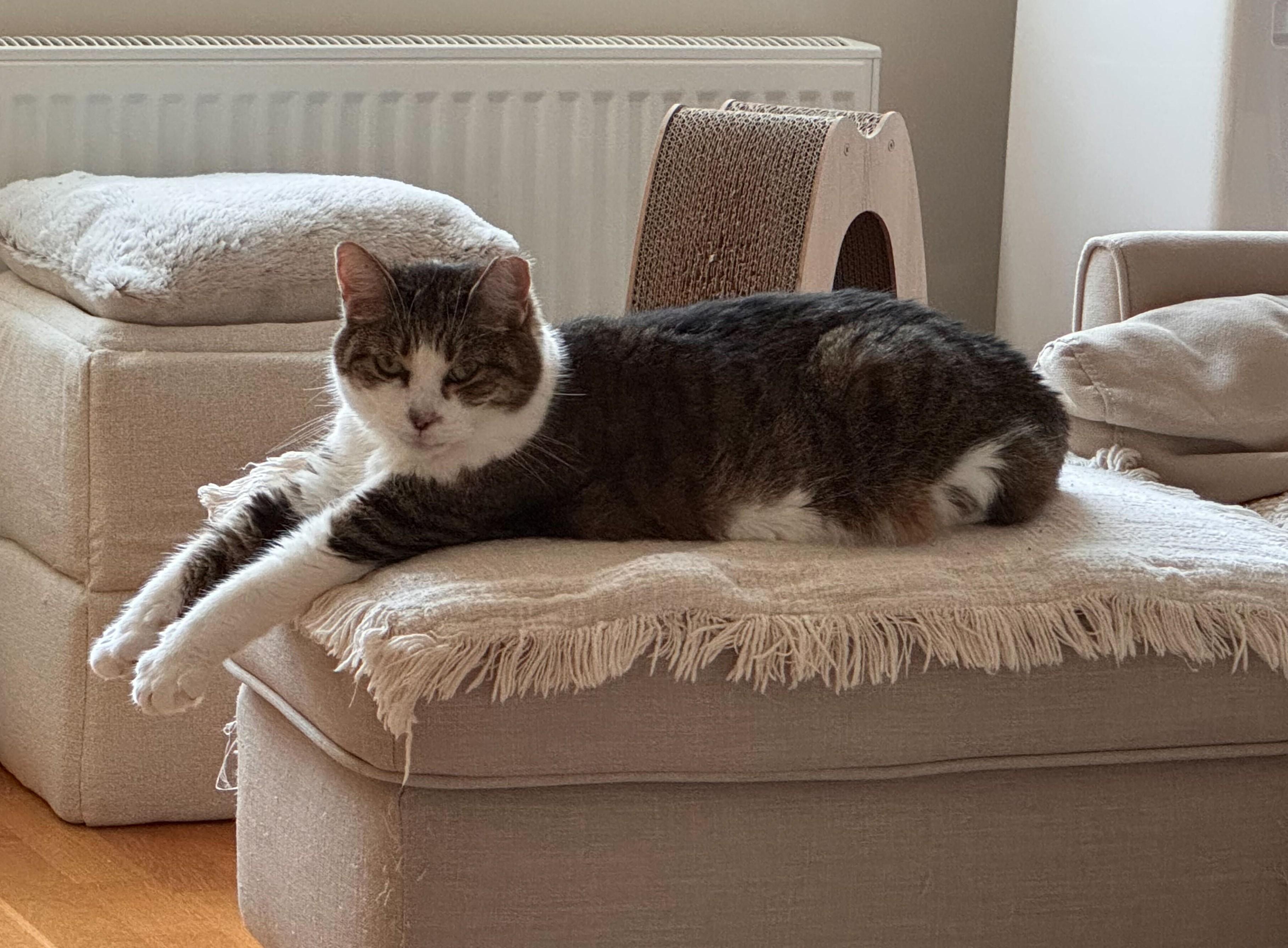 Enlarge Prancer, a Adoptable Domestic Short Hair in Toronto, ON image 2/6