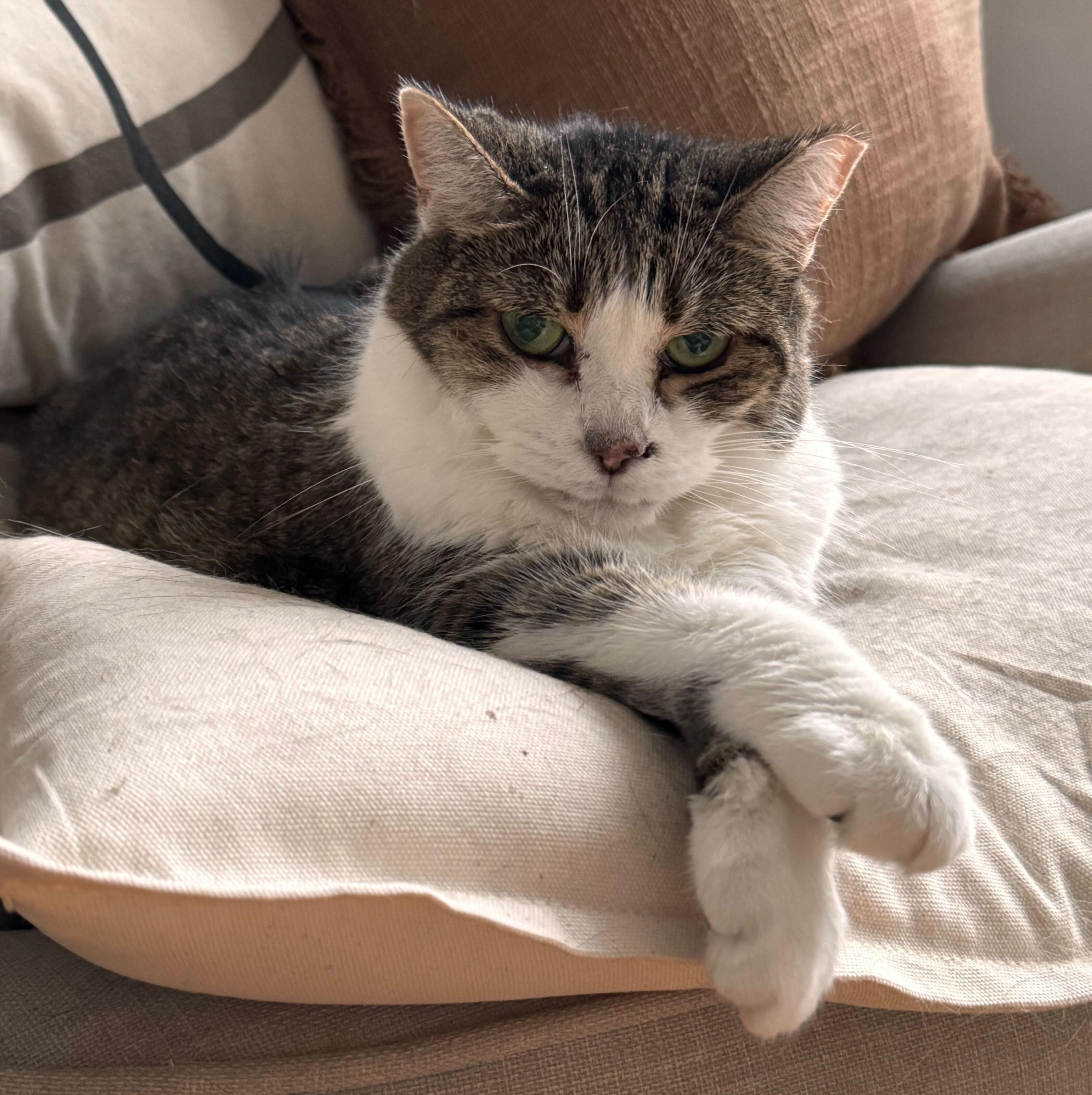 Prancer, Adoptable, Adult Female Domestic Short Hair.