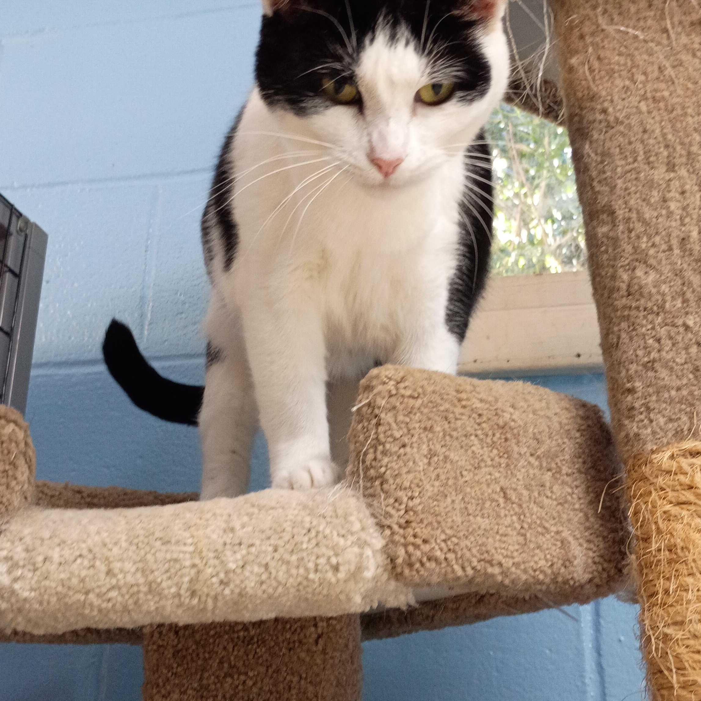 Enlarge Thelma, a Adoptable Domestic Short Hair in Carthage, NC image 3/5