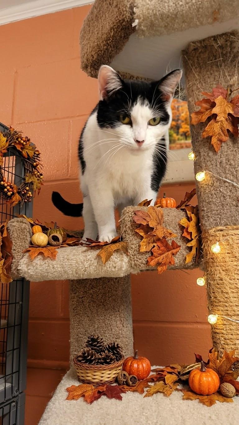 Thelma, Adoptable, Adult Female Domestic Short Hair.