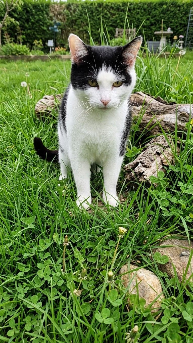 Enlarge Thelma, a Adoptable Domestic Short Hair in Carthage, NC image 2/5