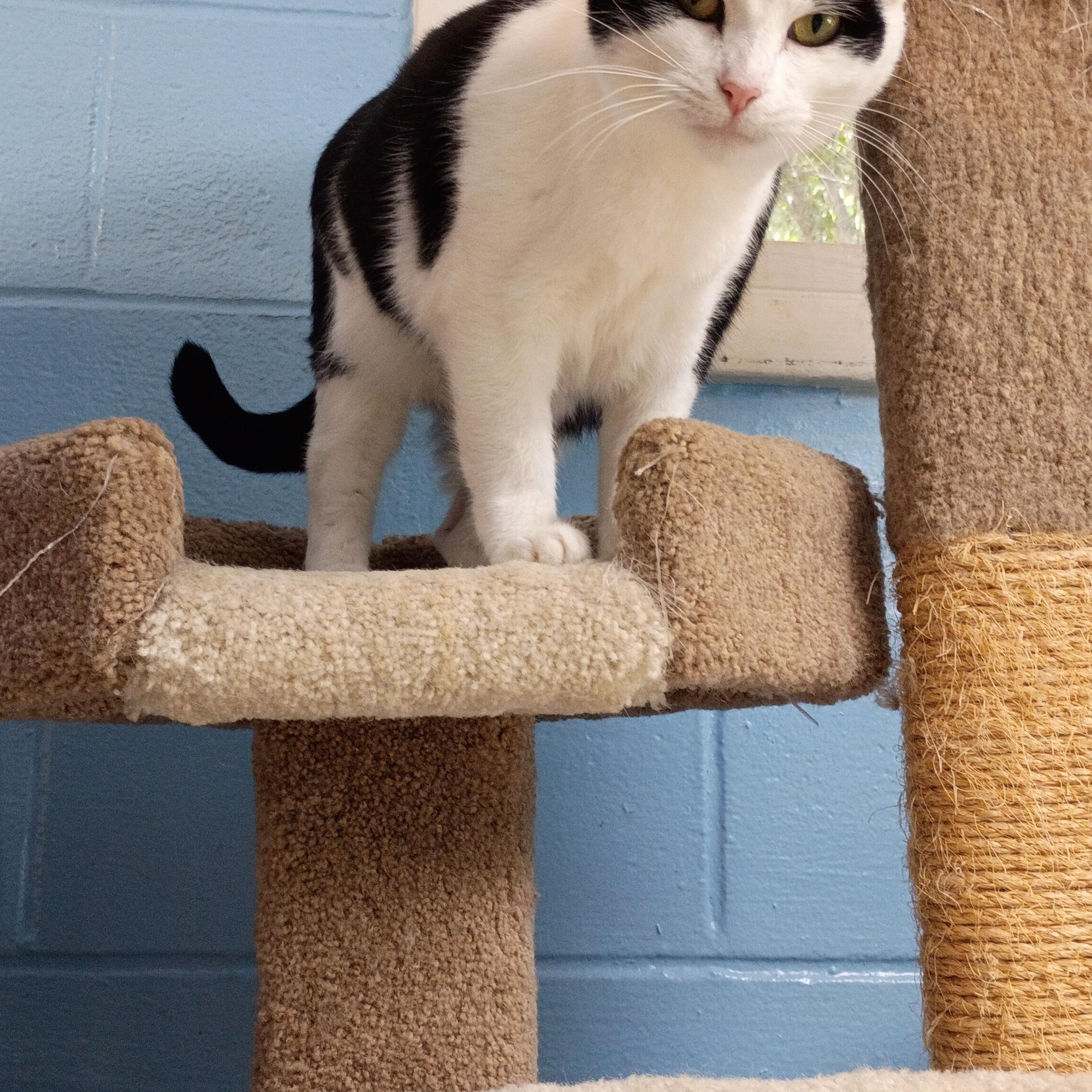 Enlarge Thelma, a Adoptable Domestic Short Hair in Carthage, NC image 5/5