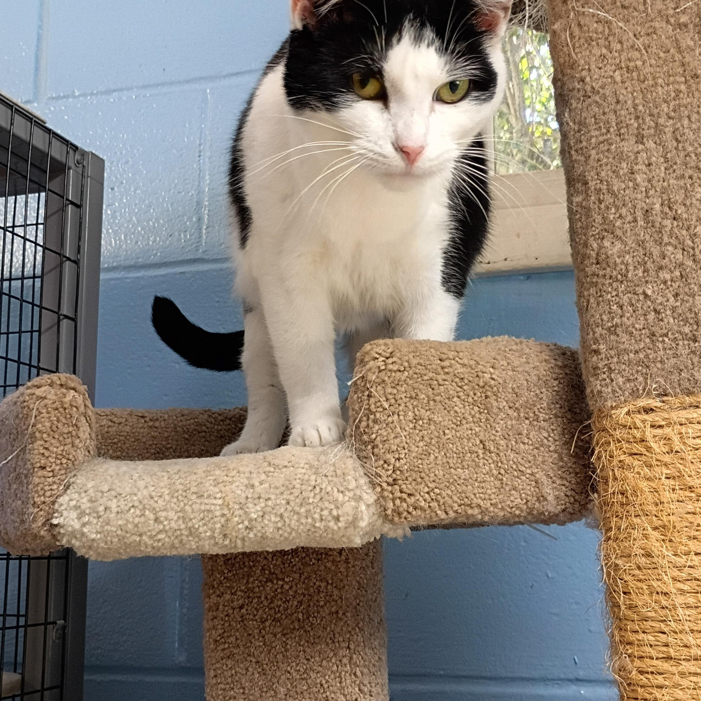 Enlarge Thelma, a Adoptable Domestic Short Hair in Carthage, NC image 4/5