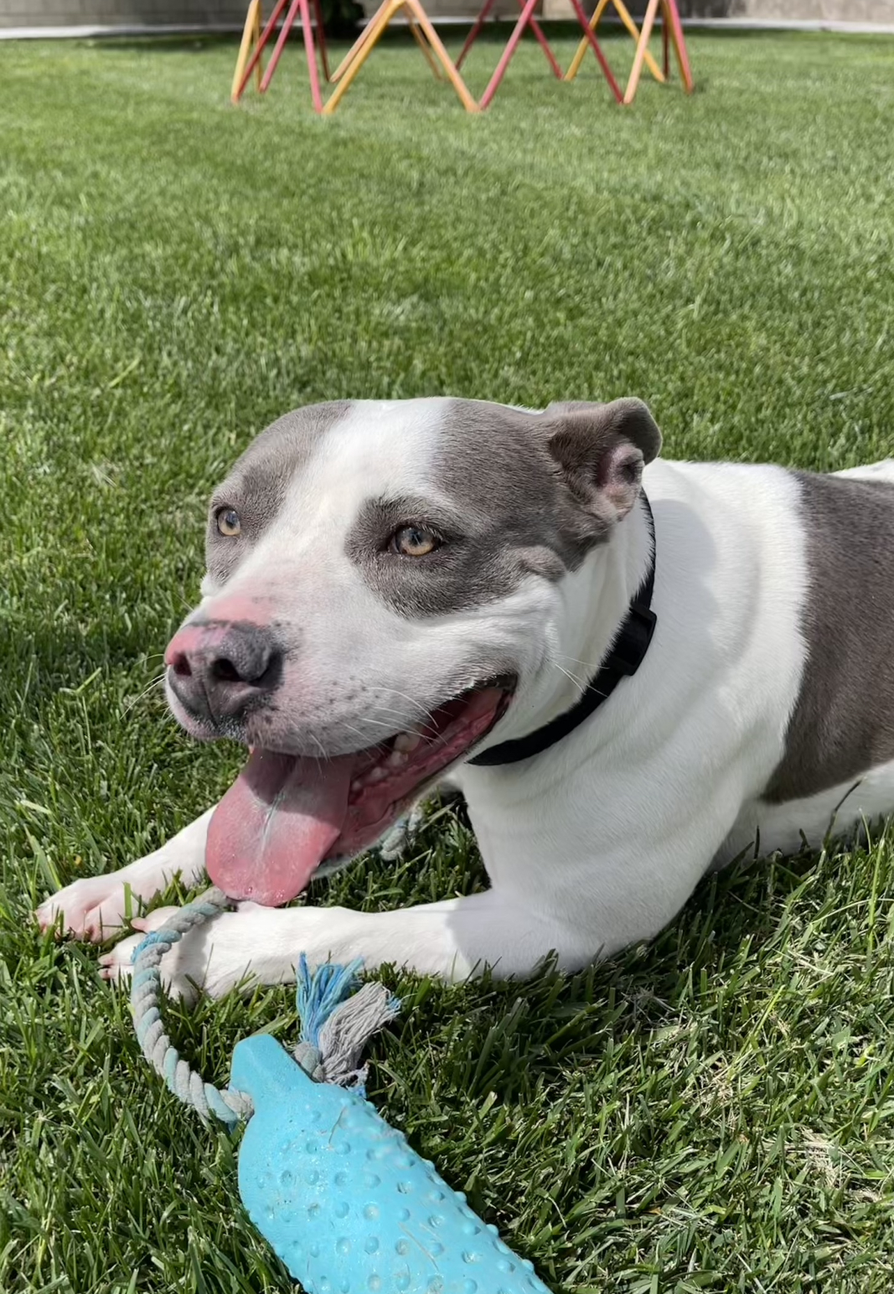 Enlarge Wynter, a Adoptable mixed breed in Santa Monica, CA image 5/6