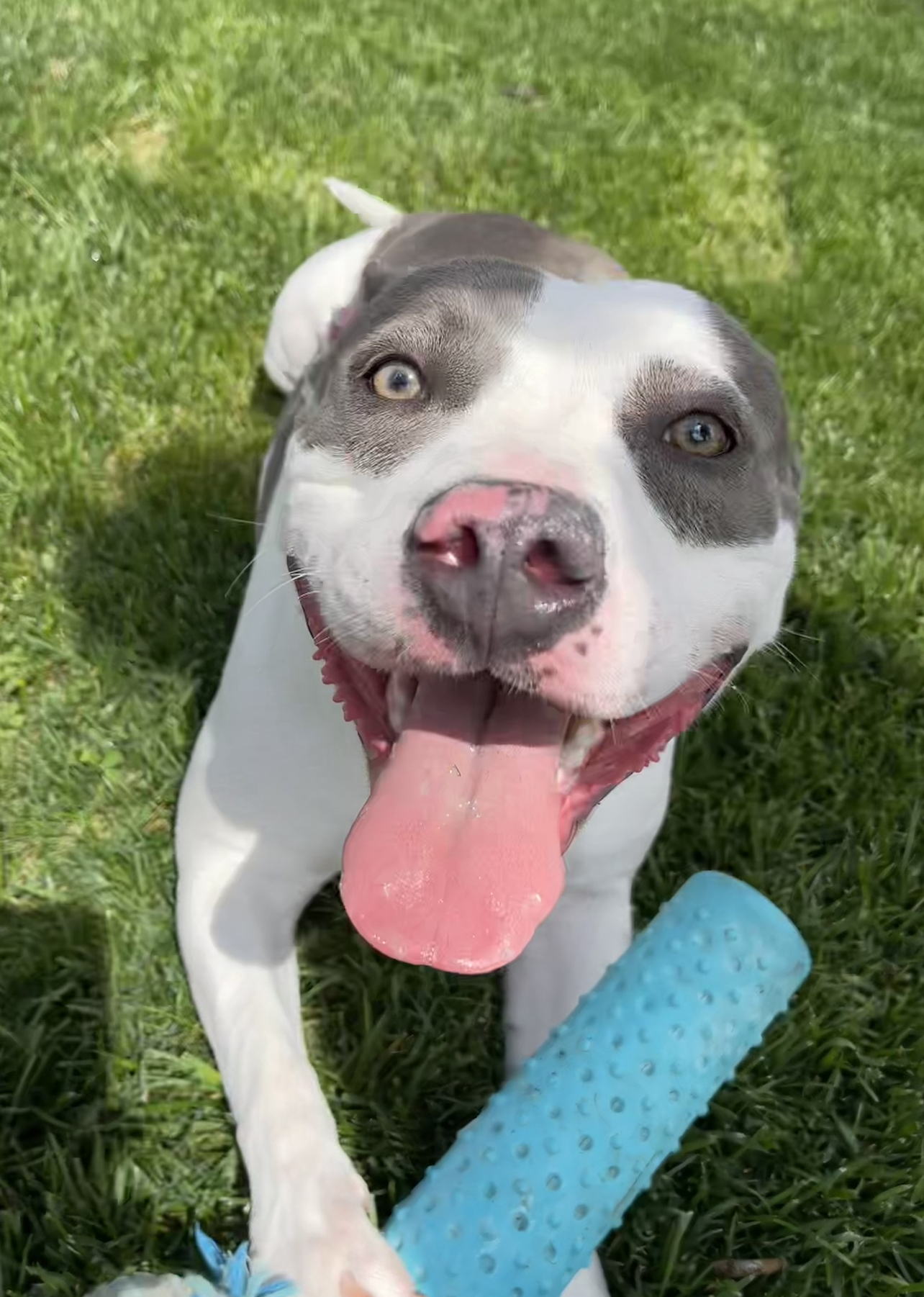 Enlarge Wynter, a Adoptable mixed breed in Santa Monica, CA image 6/6