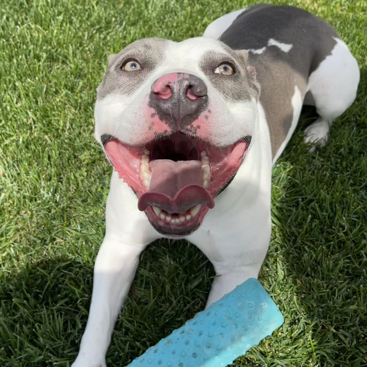 Enlarge Wynter, a Adoptable mixed breed in Santa Monica, CA image 3/6