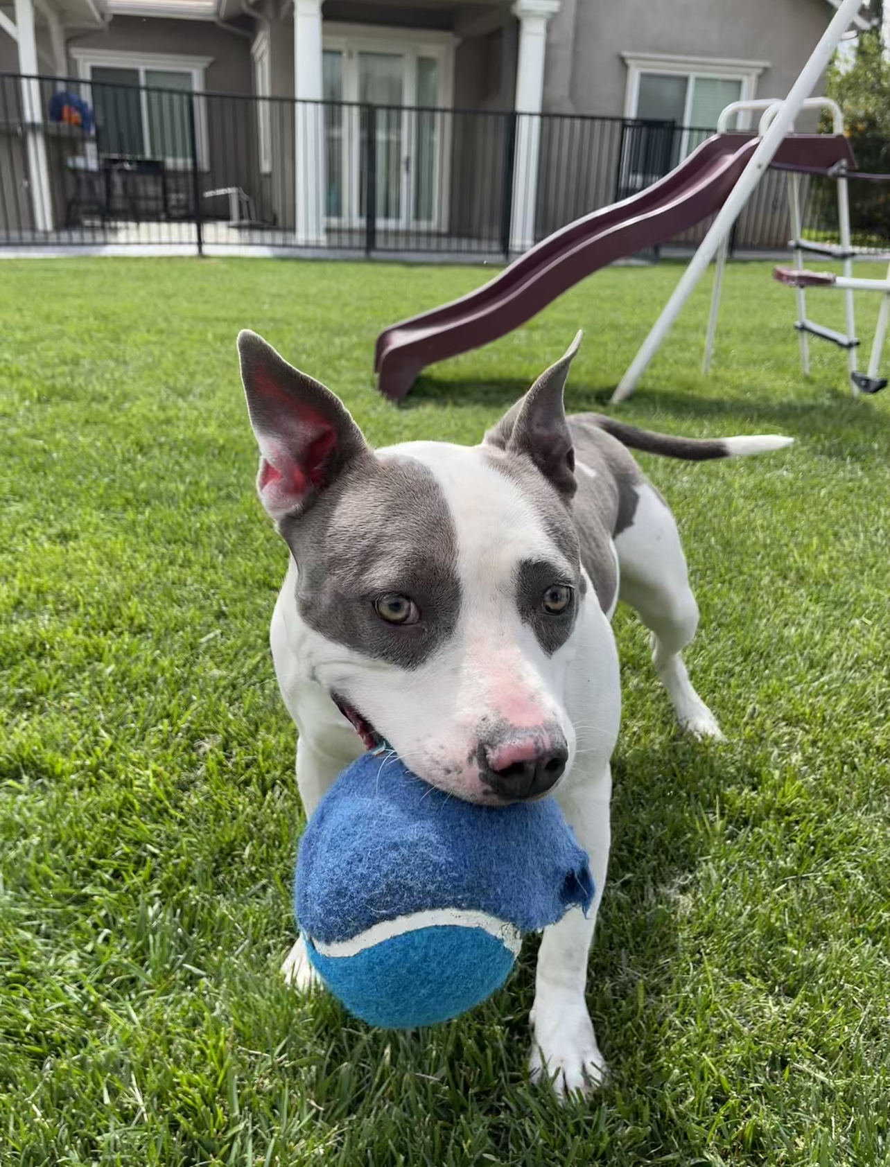 Enlarge Wynter, a Adoptable mixed breed in Santa Monica, CA image 4/6