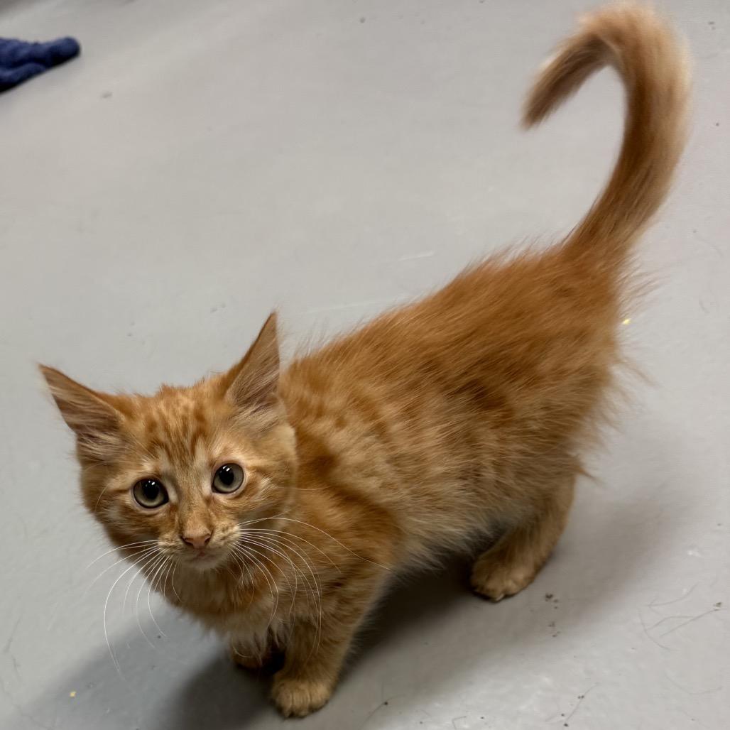 Delilah, Adoptable, Kitten Female Domestic Long Hair.