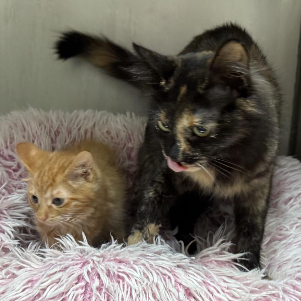 Enlarge Delilah, a Adoptable Domestic Long Hair in North Canton, OH image 2/3