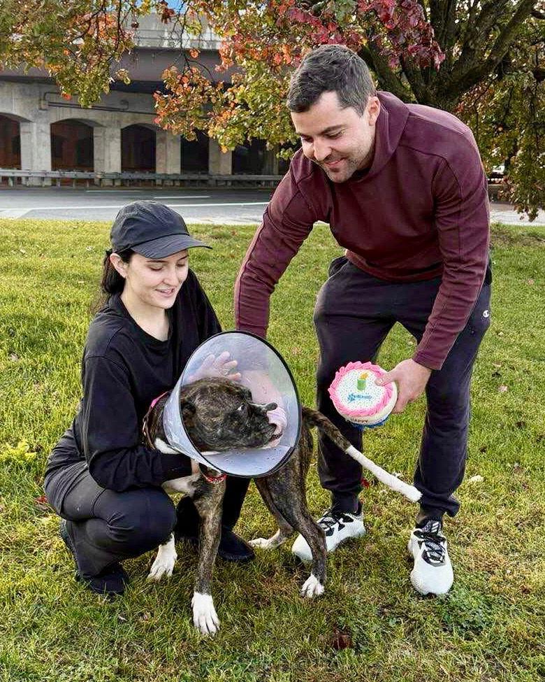 Wiggles, a Adoptable Boxer in Monticello, NY image 2/3