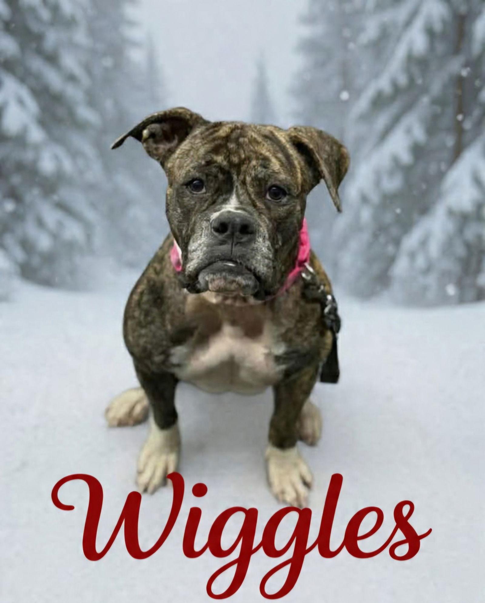 Enlarge Wiggles, a Adoptable Boxer in Monticello, NY image 1/3