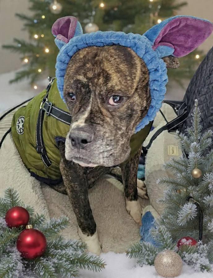 Enlarge Wiggles, a Adoptable Boxer in Monticello, NY image 2/3