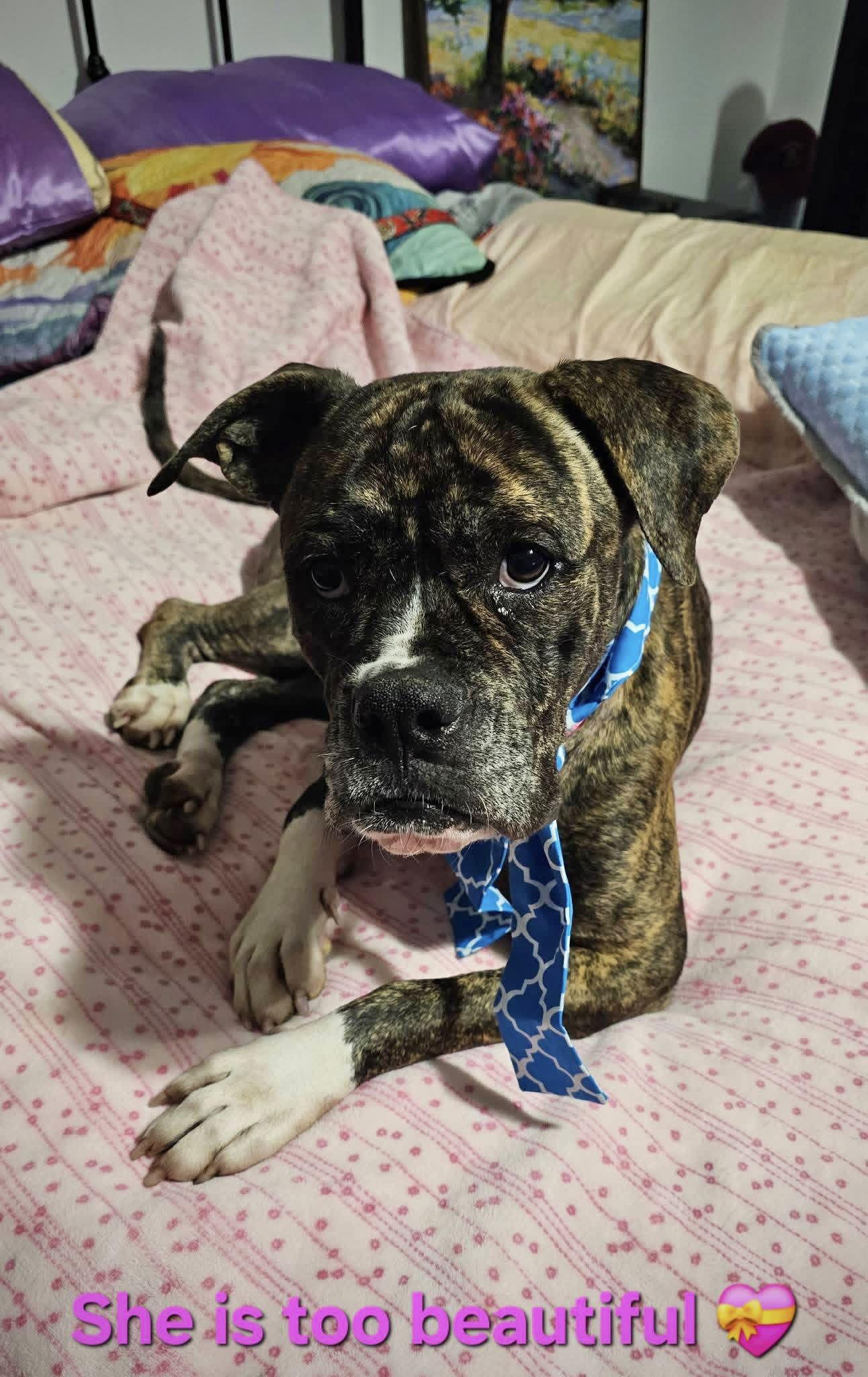 Wiggles, a Adoptable Boxer in Monticello, NY image 3/3