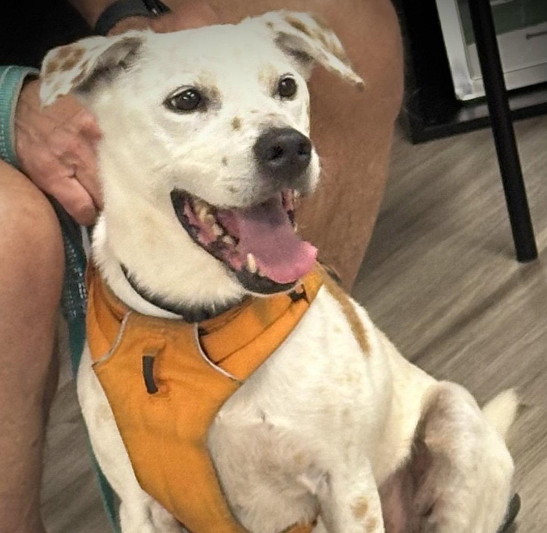 Enlarge Fedele, a Adoptable Pit Bull Terrier in Alpharetta, GA image 1/3