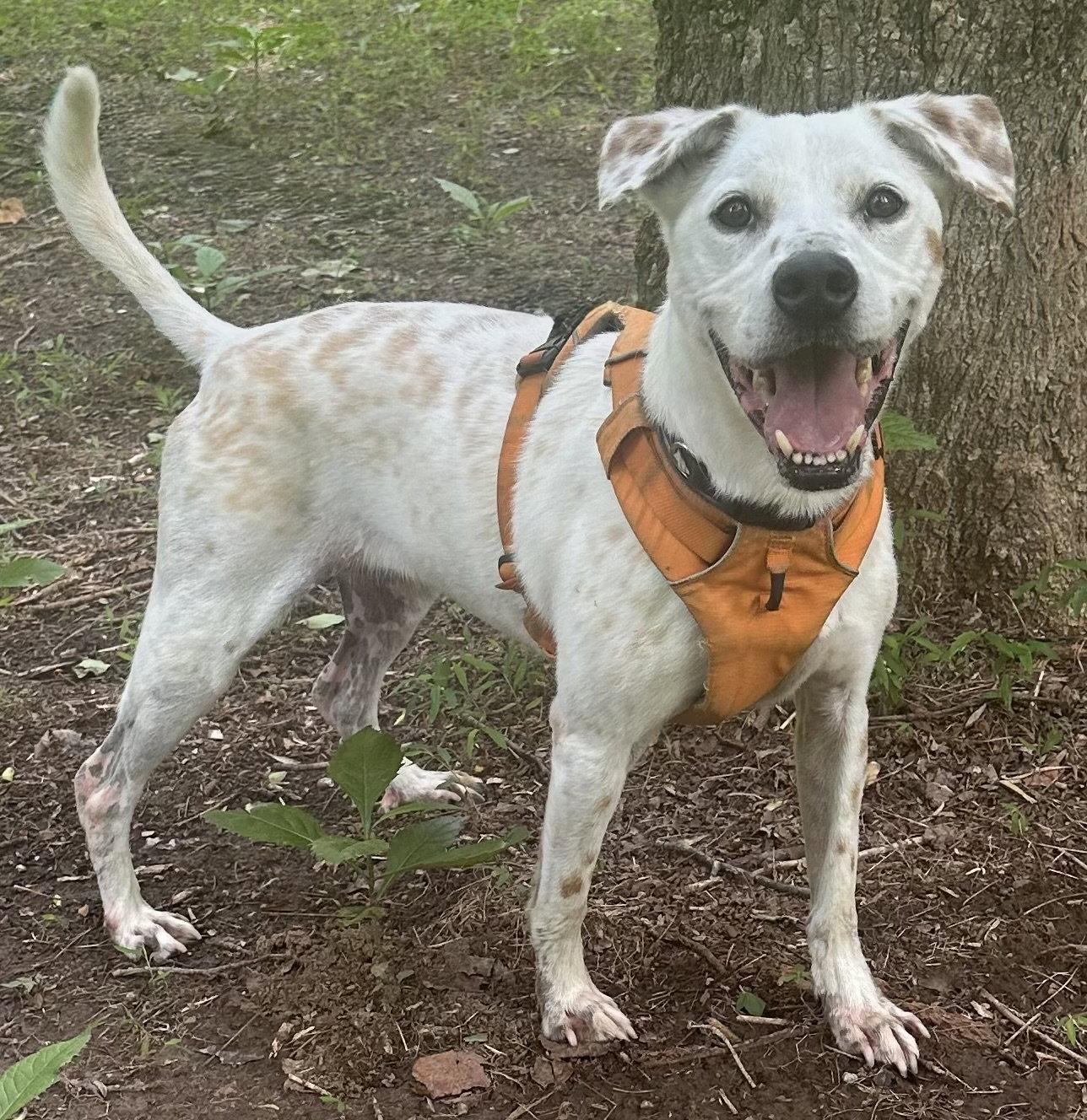 Enlarge Fedele, a Adoptable Pit Bull Terrier in Alpharetta, GA image 2/3
