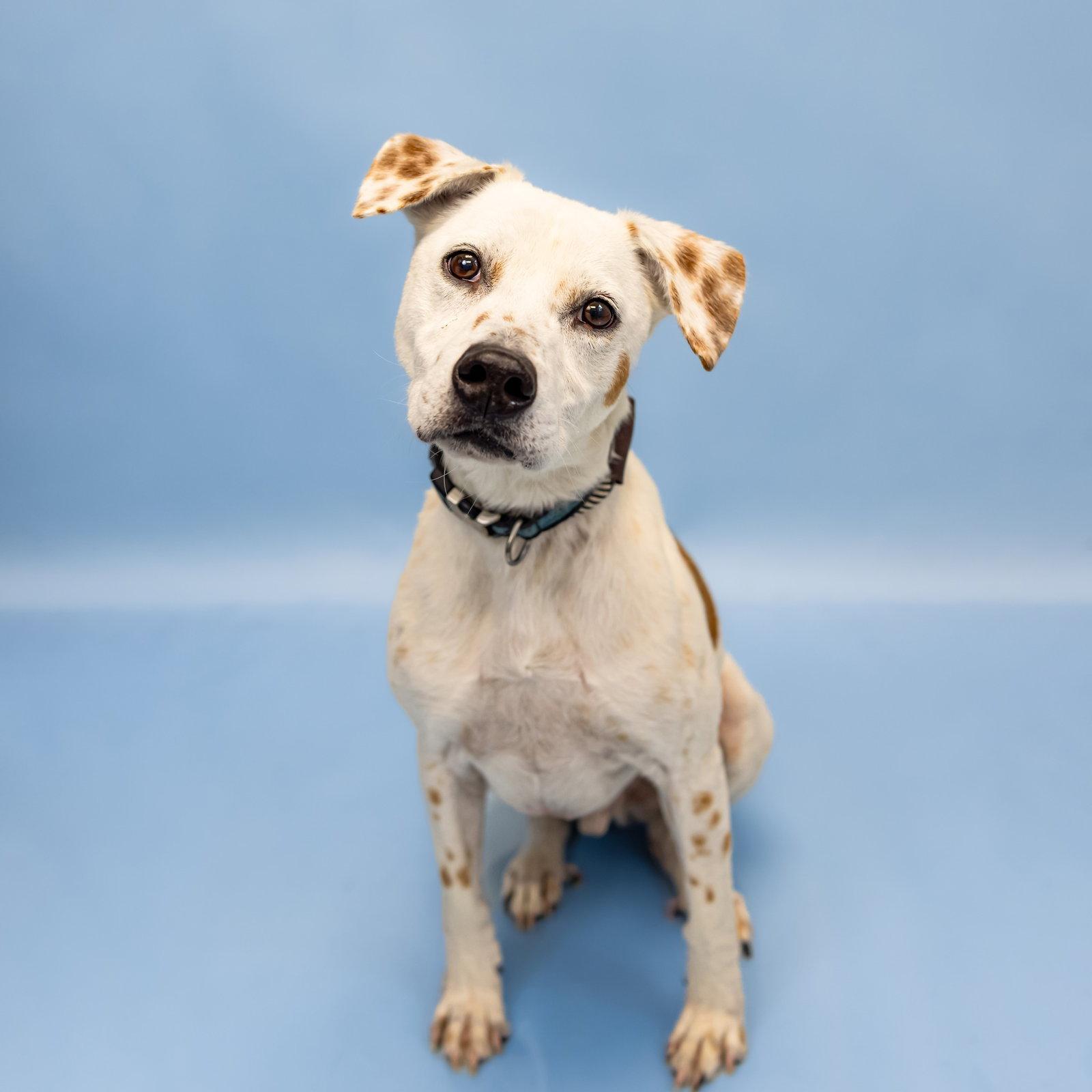 Enlarge Fedele, a Adoptable Pit Bull Terrier in Alpharetta, GA image 3/3