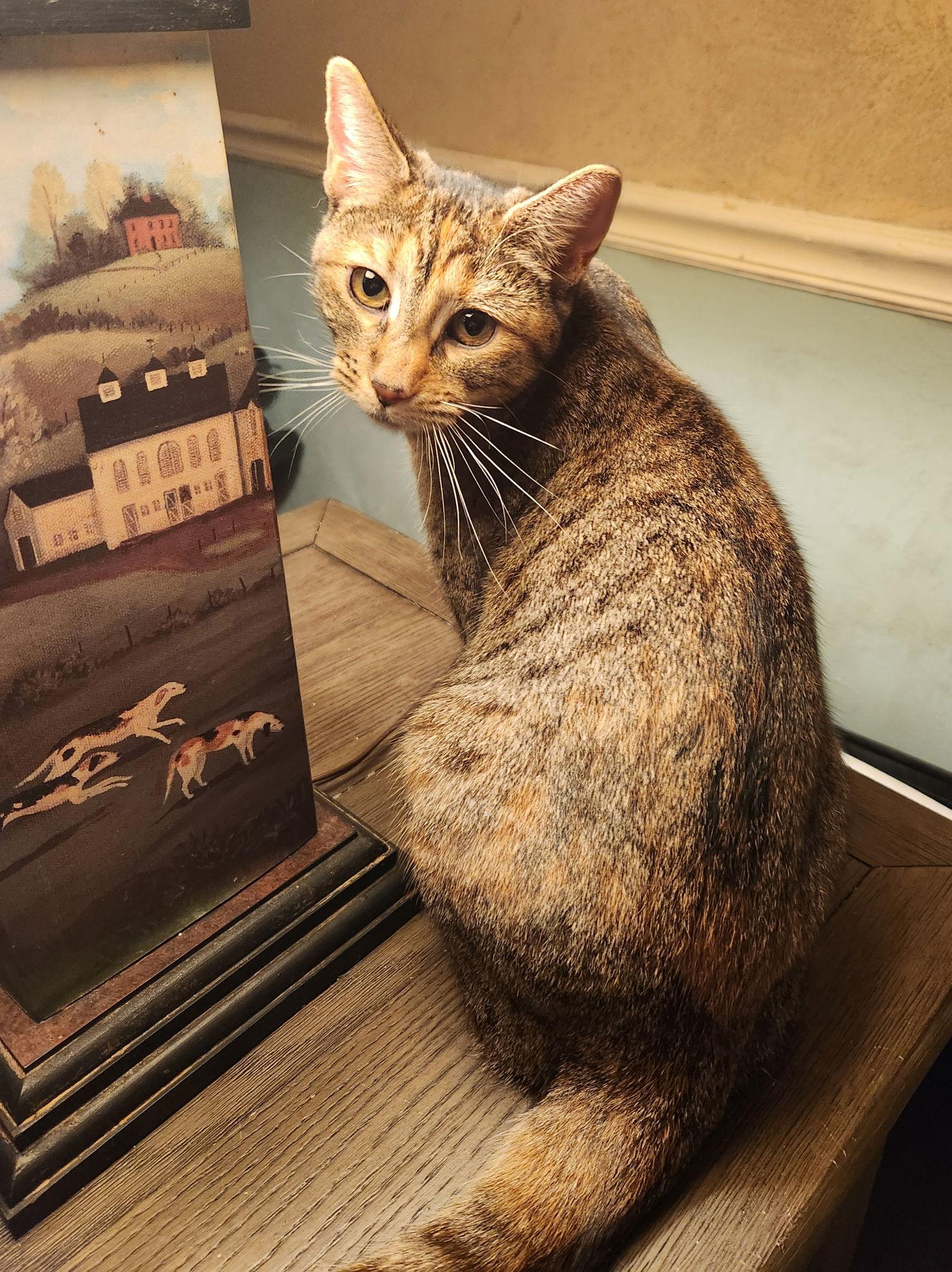 Snickers, a Adopted Domestic Short Hair in Ocean Pines, MD image 1/2