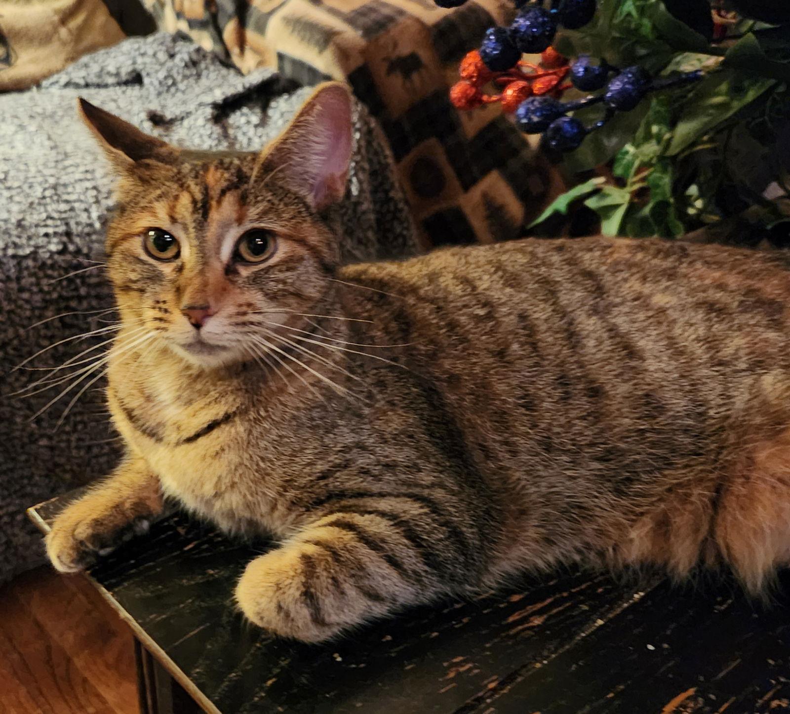 Snickers, a Adopted Domestic Short Hair in Ocean Pines, MD image 2/2
