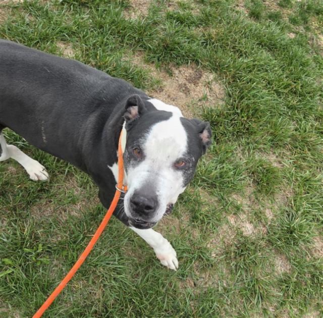 ZO, Adoptable, Adult Male Staffordshire Bull Terrier & Great Dane.