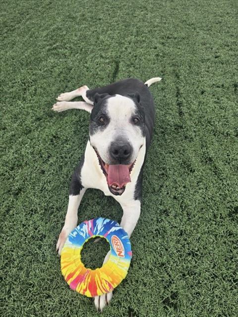 Enlarge ZO, a Adoptable mixed breed in Casper, WY image 1/1