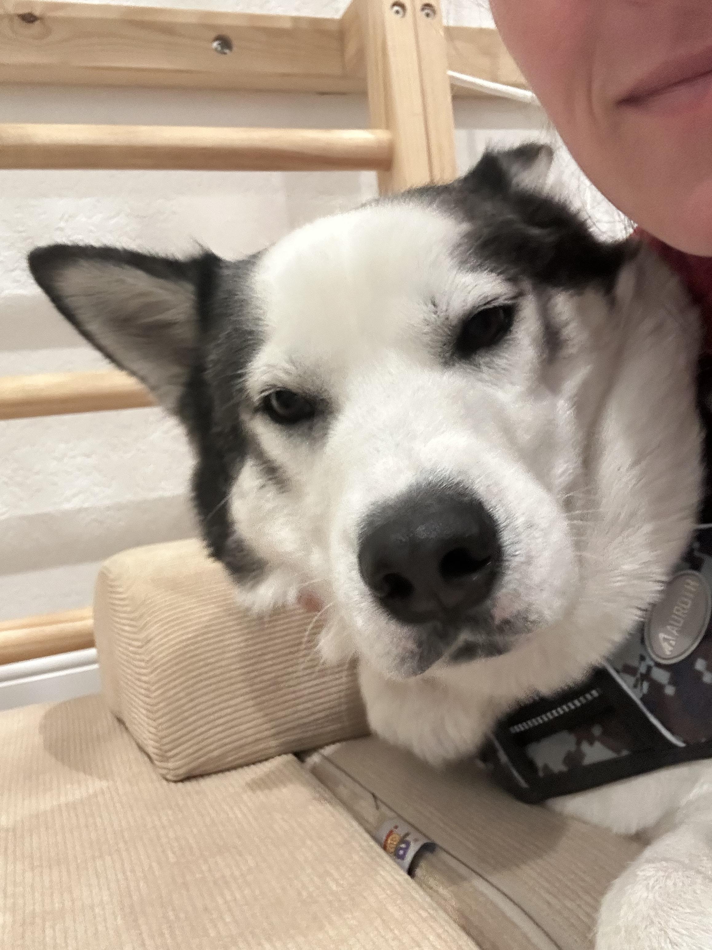 Dean, a Adoptable Siberian Husky in North Miami, FL image 1/6