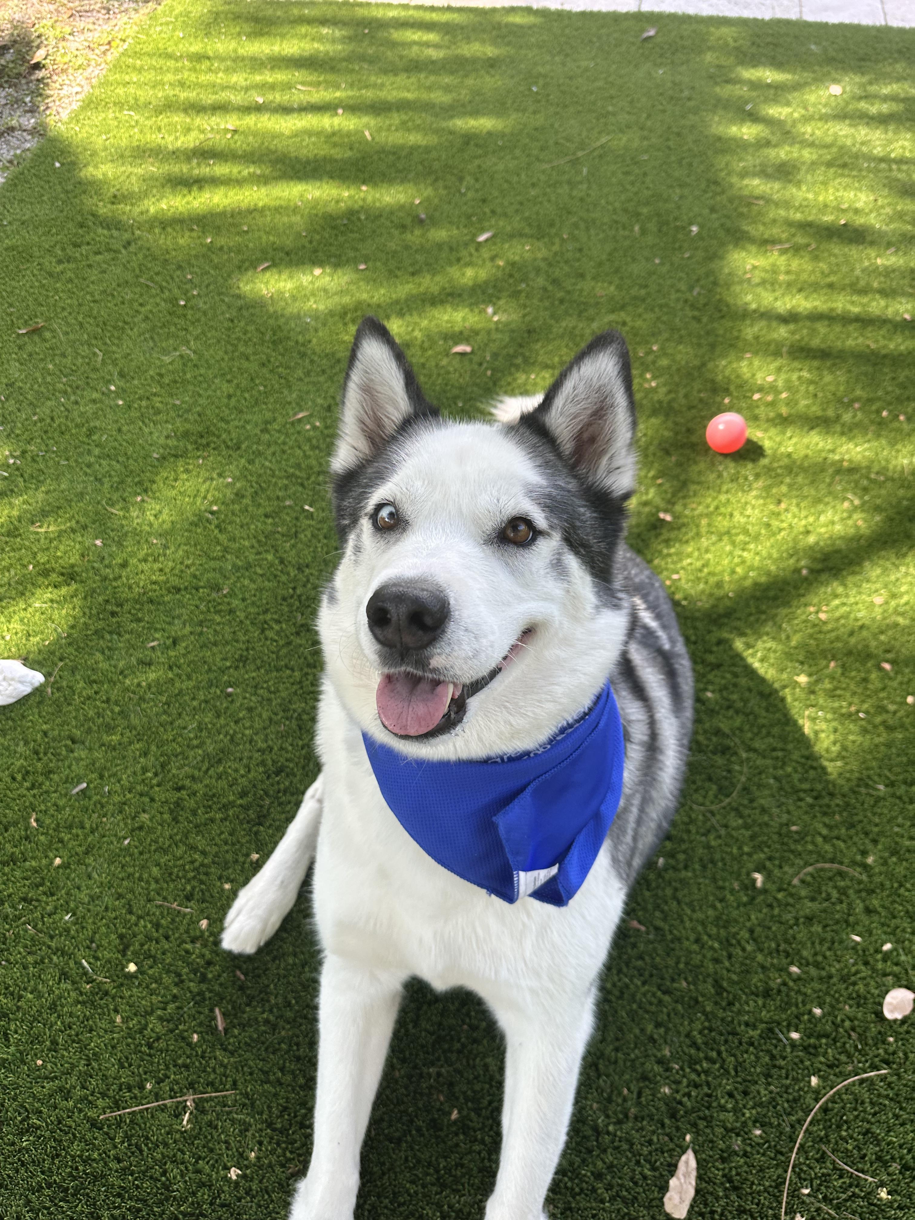 Dean, a Adoptable Siberian Husky in North Miami, FL image 2/6