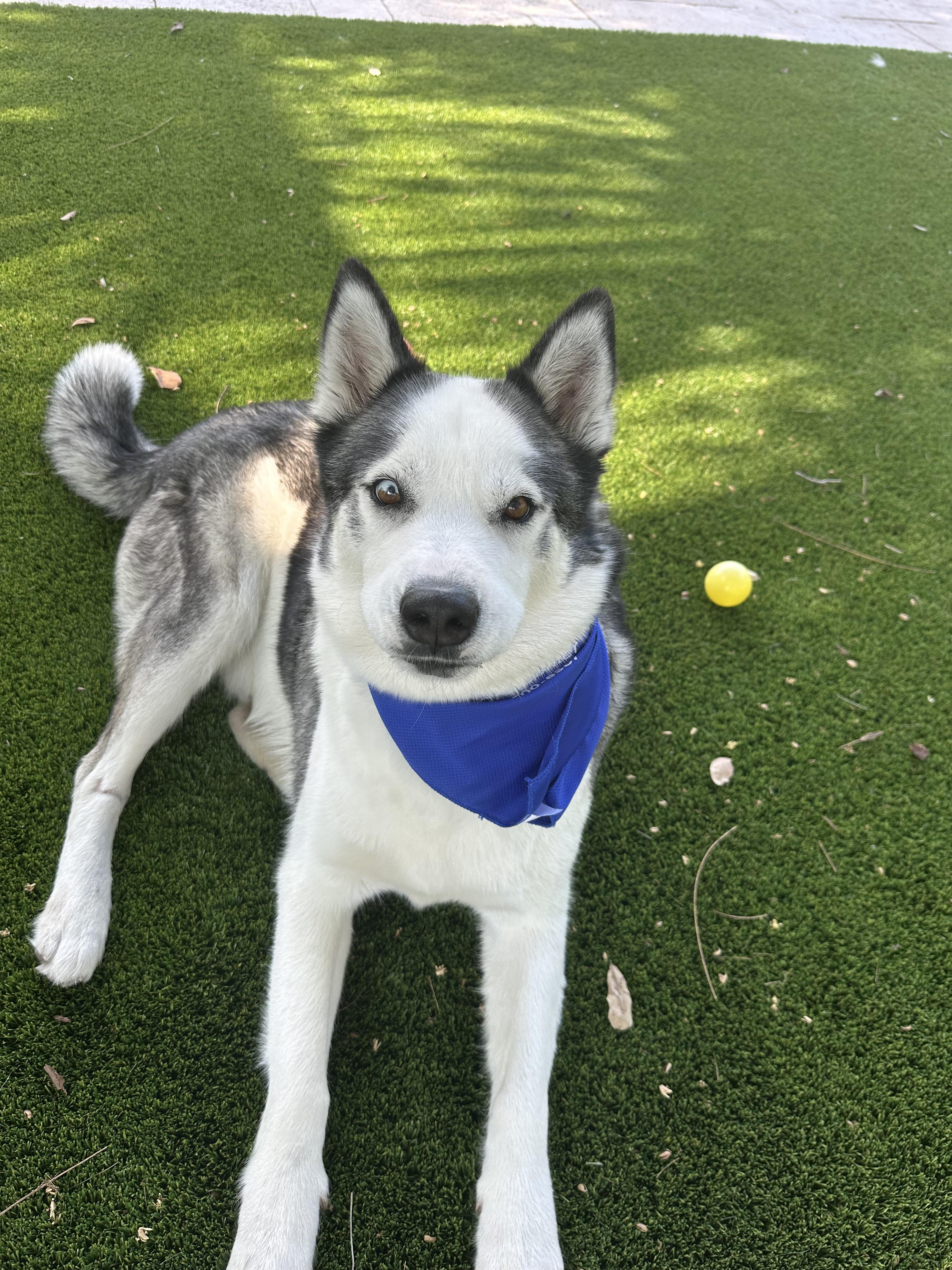 Dean, a Adoptable Siberian Husky in North Miami, FL image 4/6