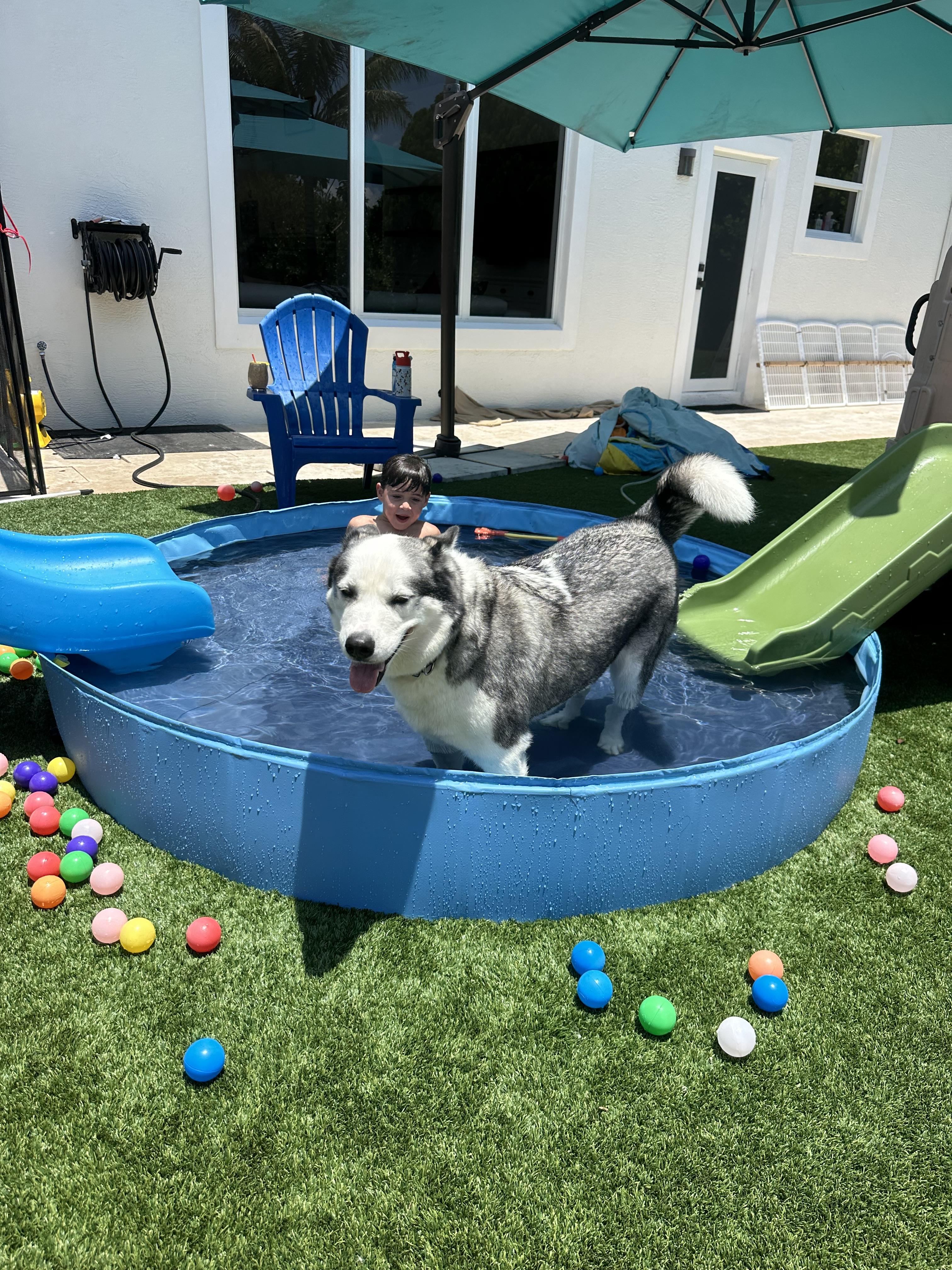 Dean, a Adoptable Siberian Husky in North Miami, FL image 5/6