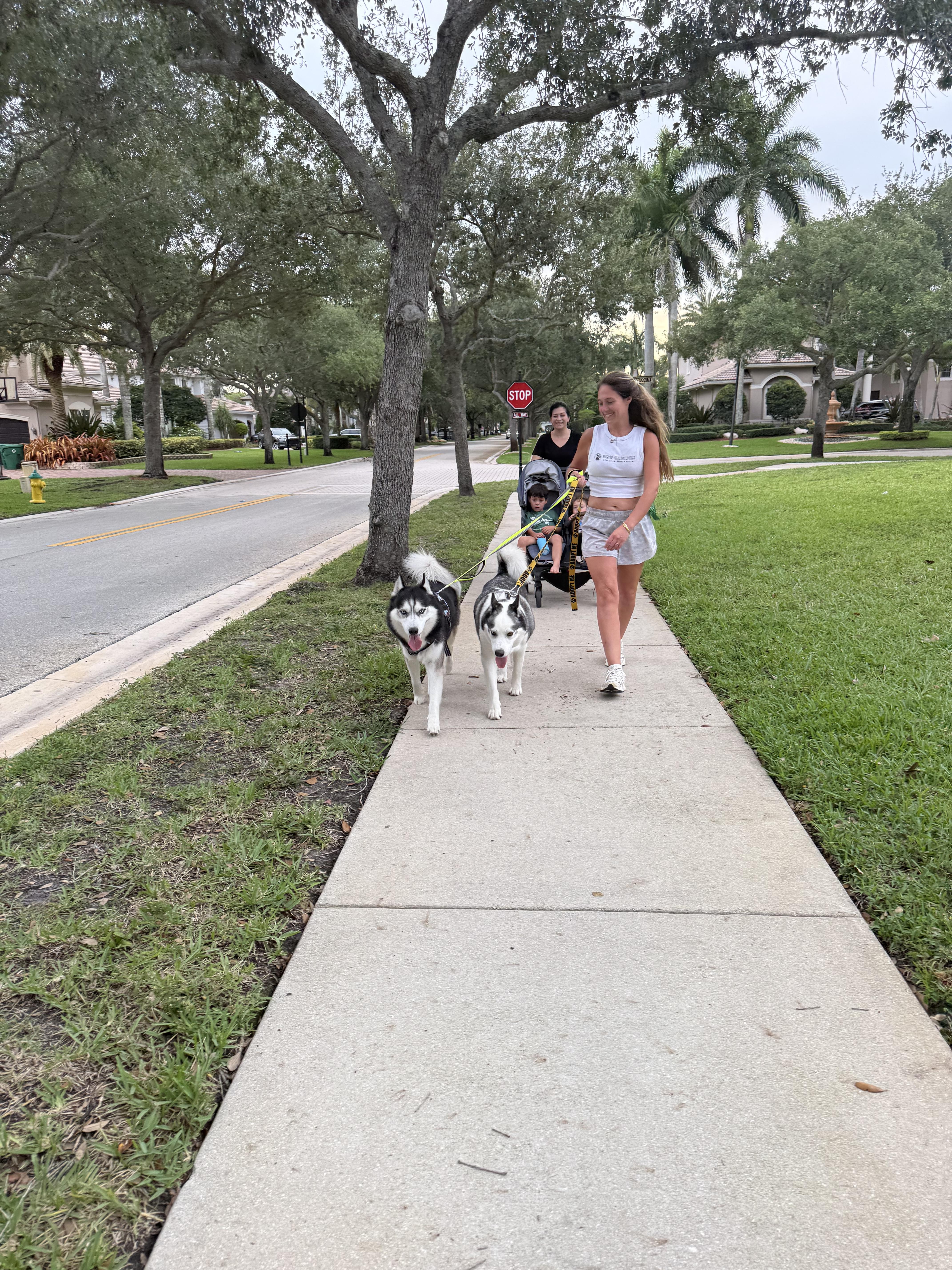 Dean, a Adoptable Siberian Husky in North Miami, FL image 6/6