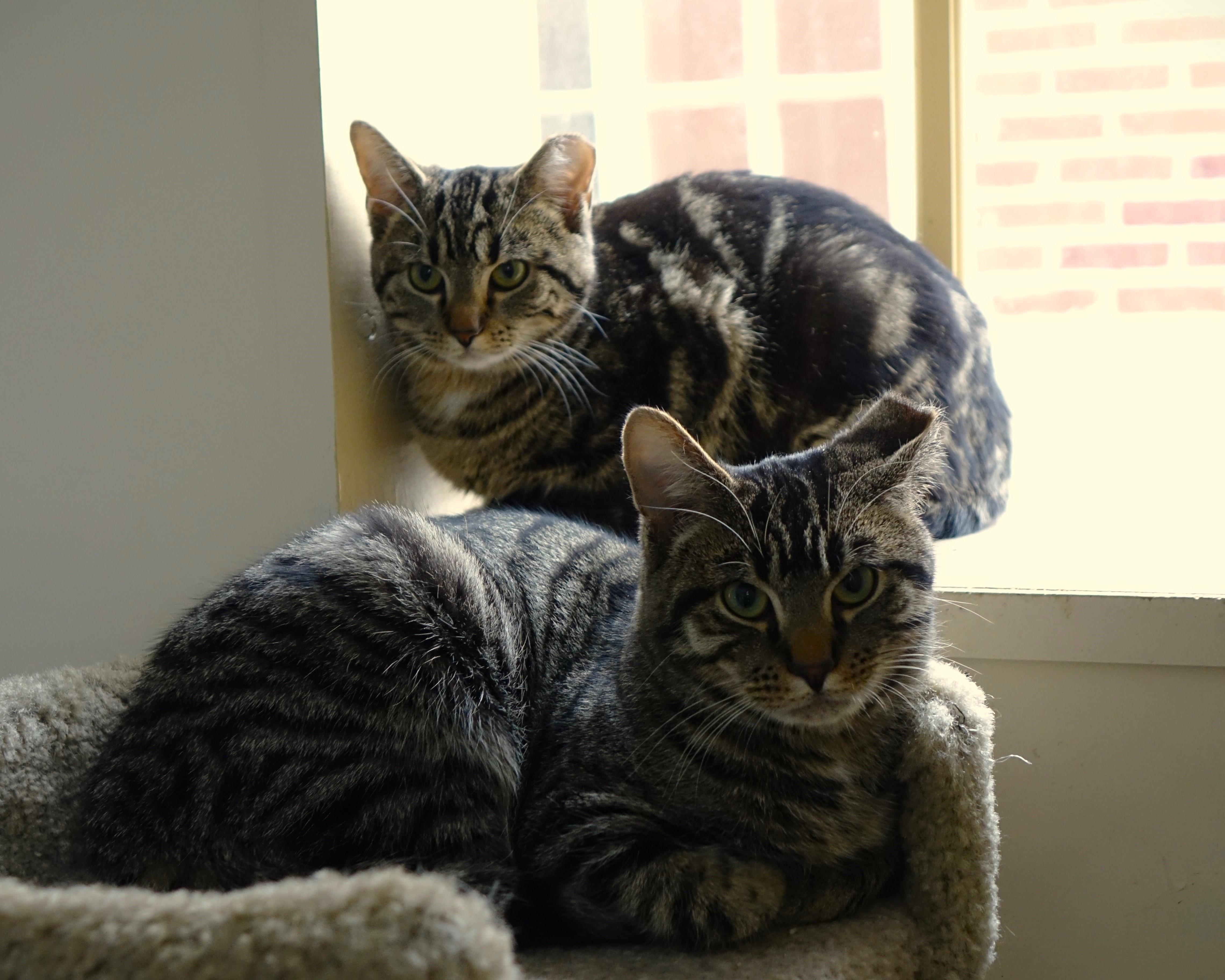 Peggy, a Adoptable Domestic Short Hair in Cincinnati, OH image 5/6