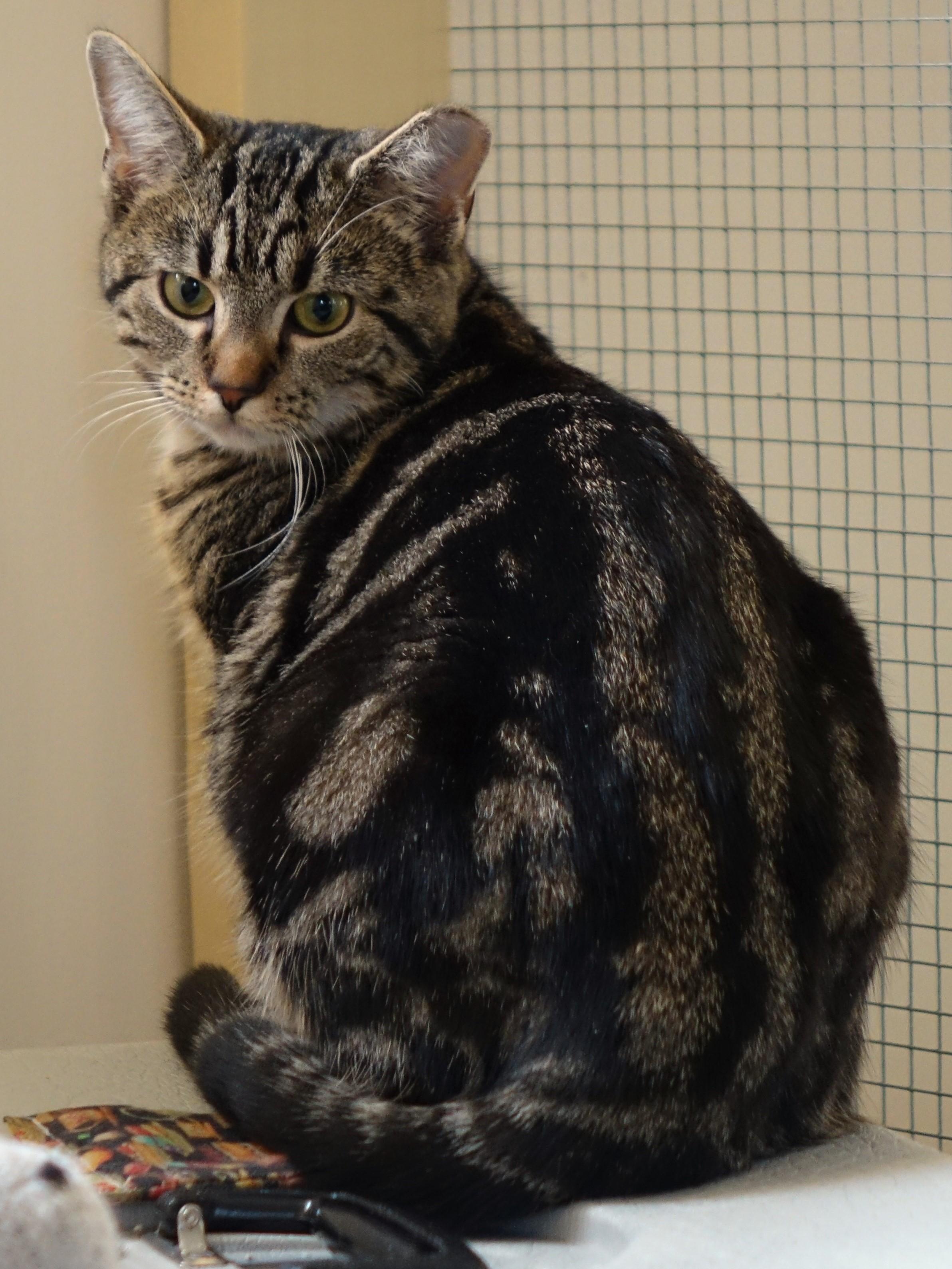 Peggy, a Adoptable Domestic Short Hair in Cincinnati, OH image 2/6