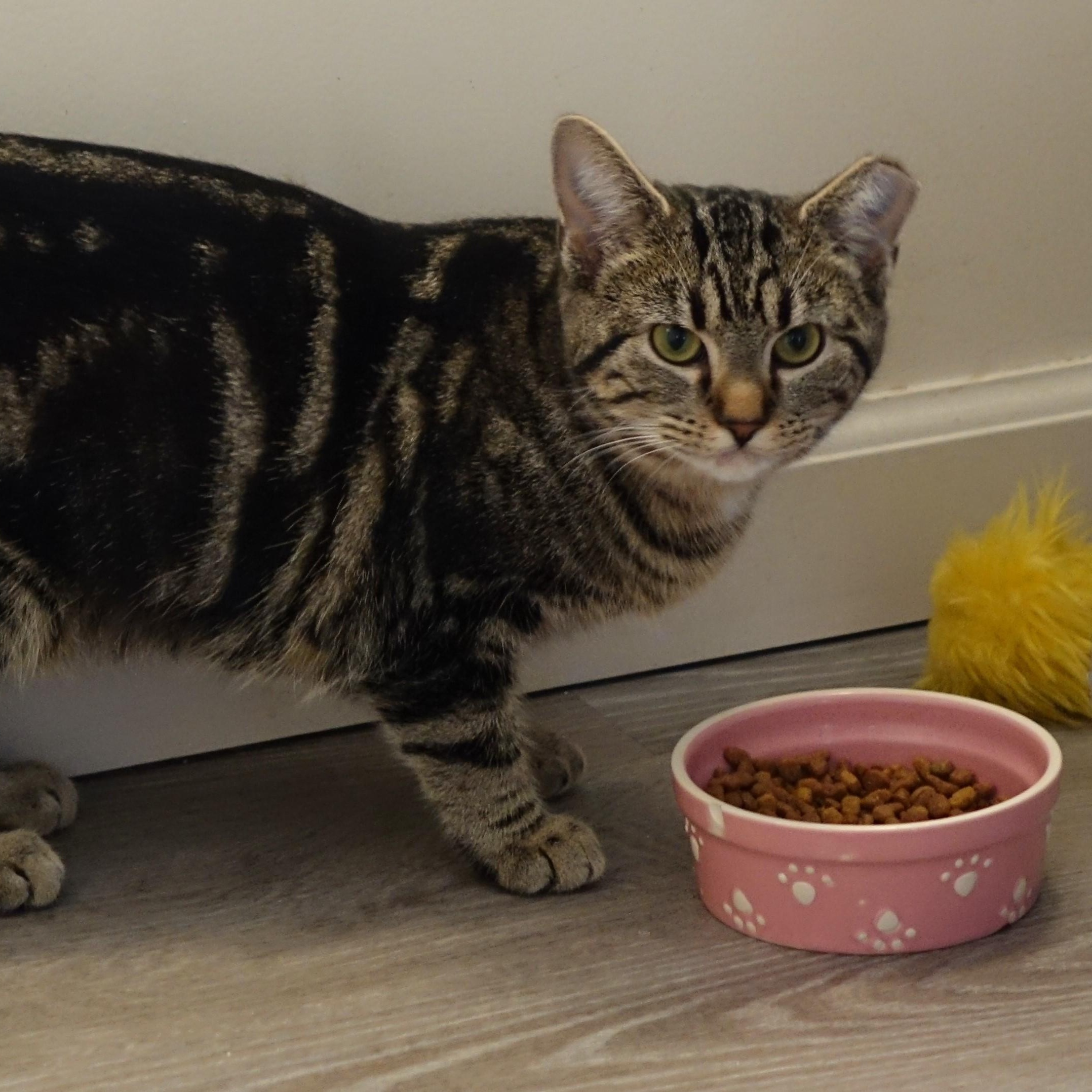 Peggy, Adoptable, Young Female Domestic Short Hair.