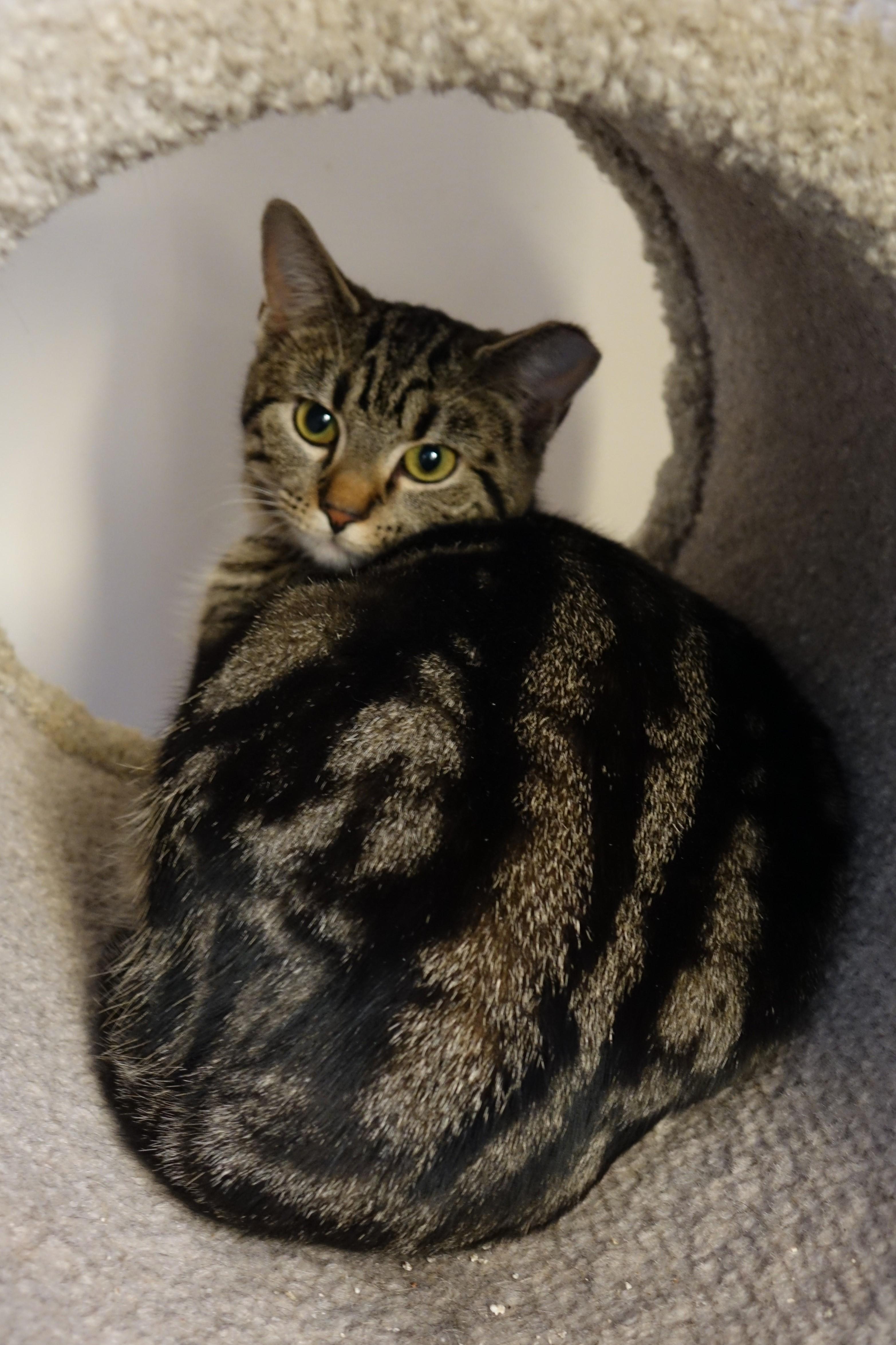 Peggy, a Adoptable Domestic Short Hair in Cincinnati, OH image 3/6