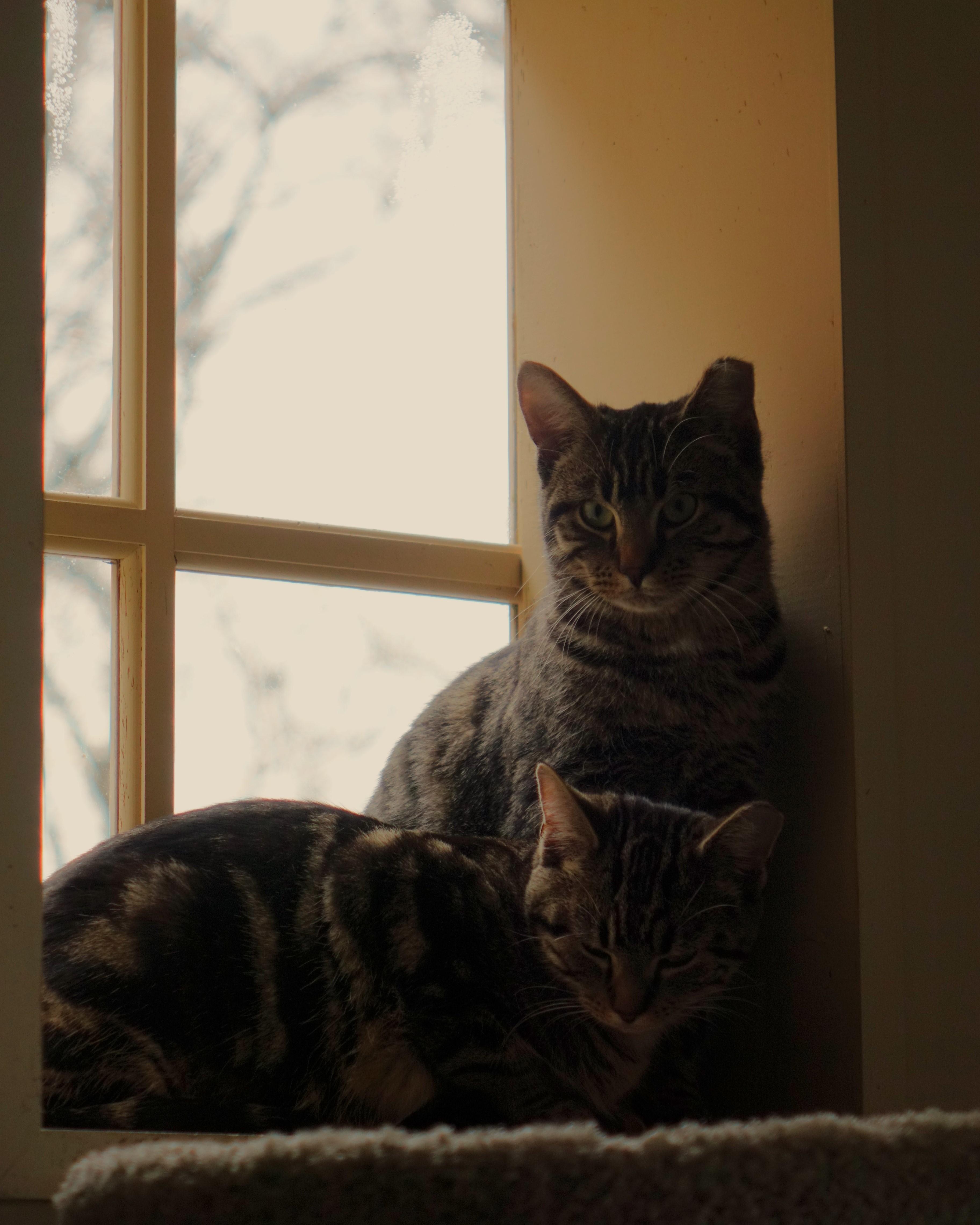 Peggy, a Adoptable Domestic Short Hair in Cincinnati, OH image 6/6