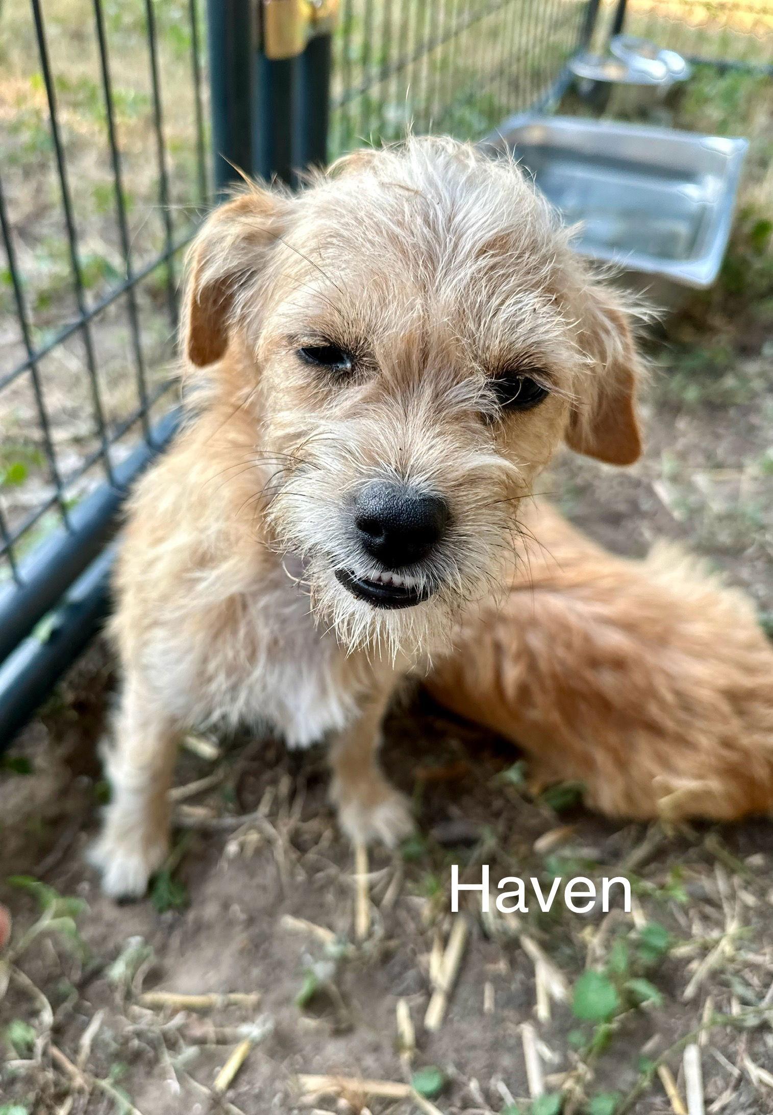 Enlarge Haven, a Adopted mixed breed in Thorndale, TX image 2/3
