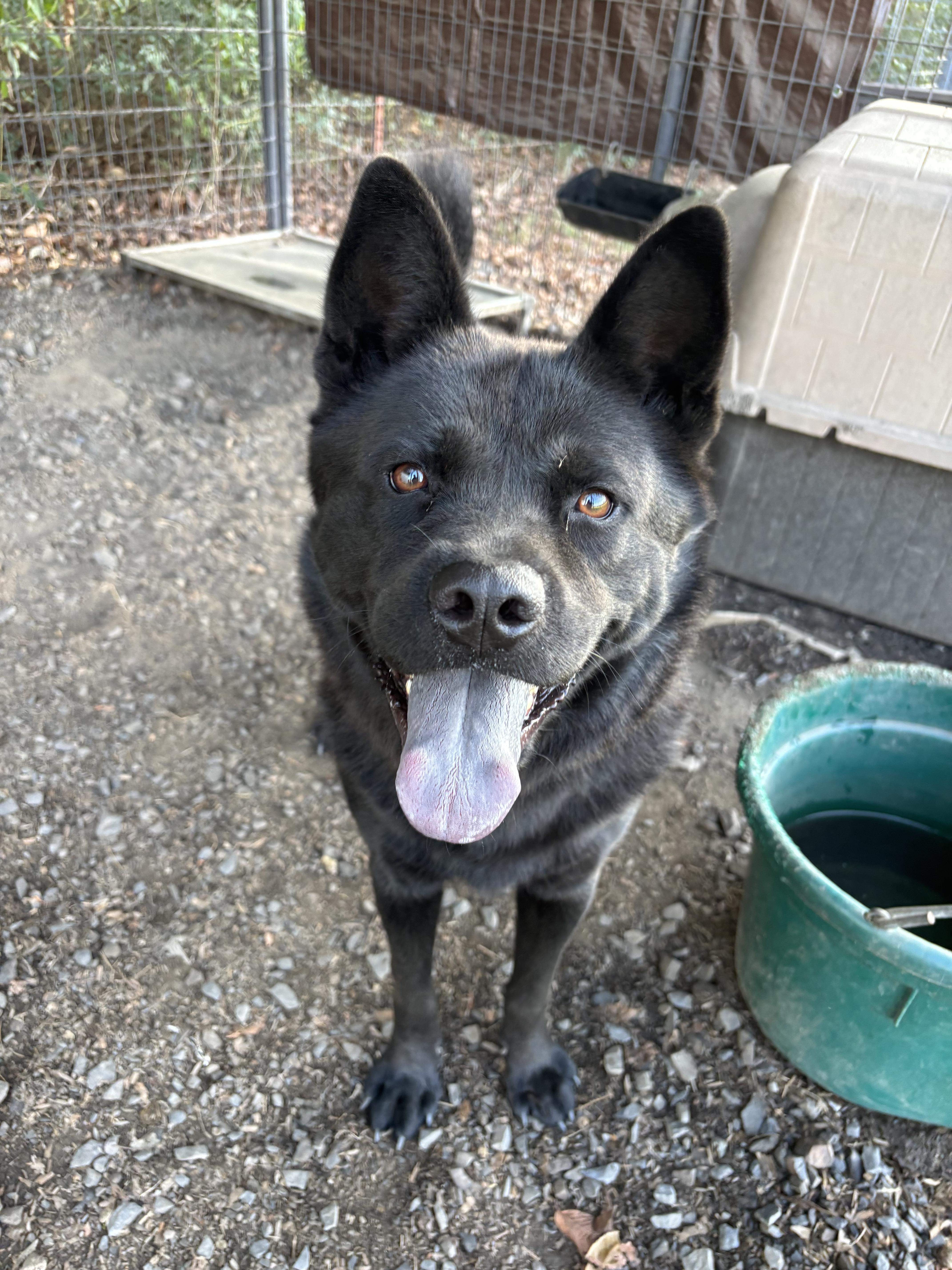 Enlarge Yogi, a Adoptable mixed breed in Zimmerman, MN image 2/2