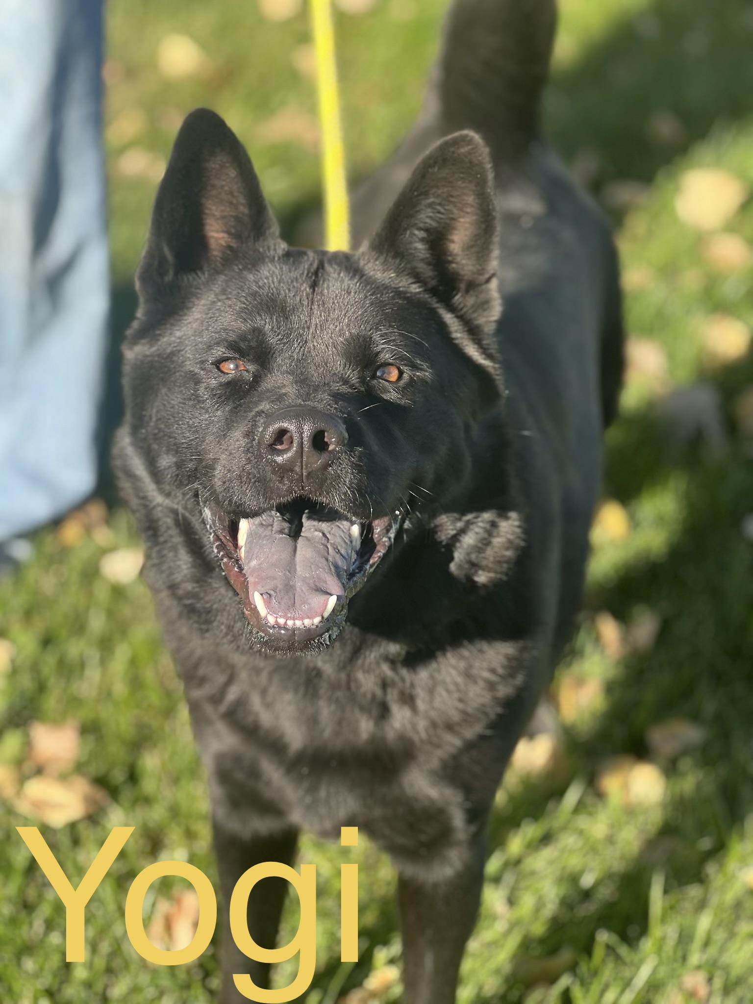 Enlarge Yogi, a Adoptable mixed breed in Zimmerman, MN image 1/2