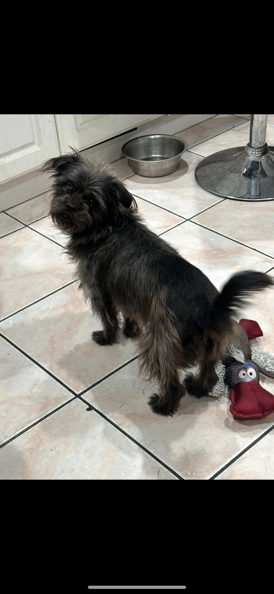 Enlarge Chloe, a Adoptable mixed breed in Union Beach, NJ image 2/3