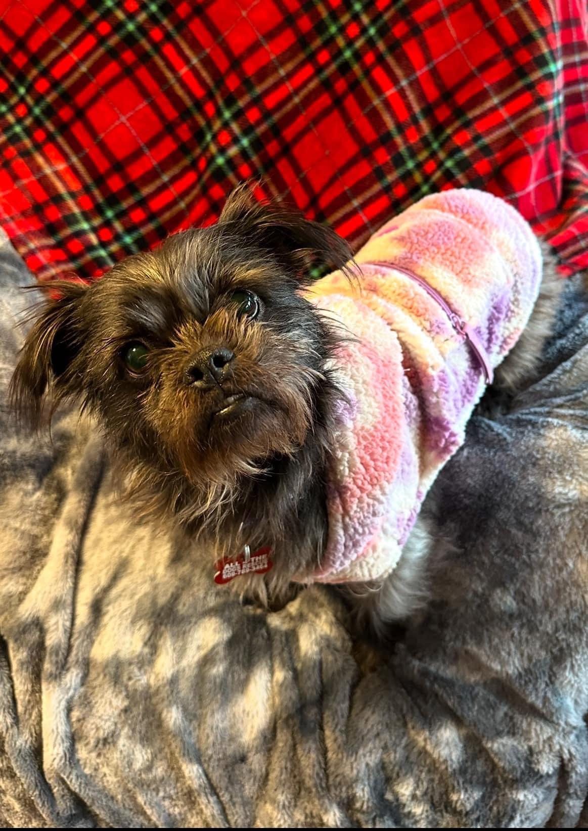 Enlarge Chloe, a Adoptable mixed breed in Union Beach, NJ image 3/3