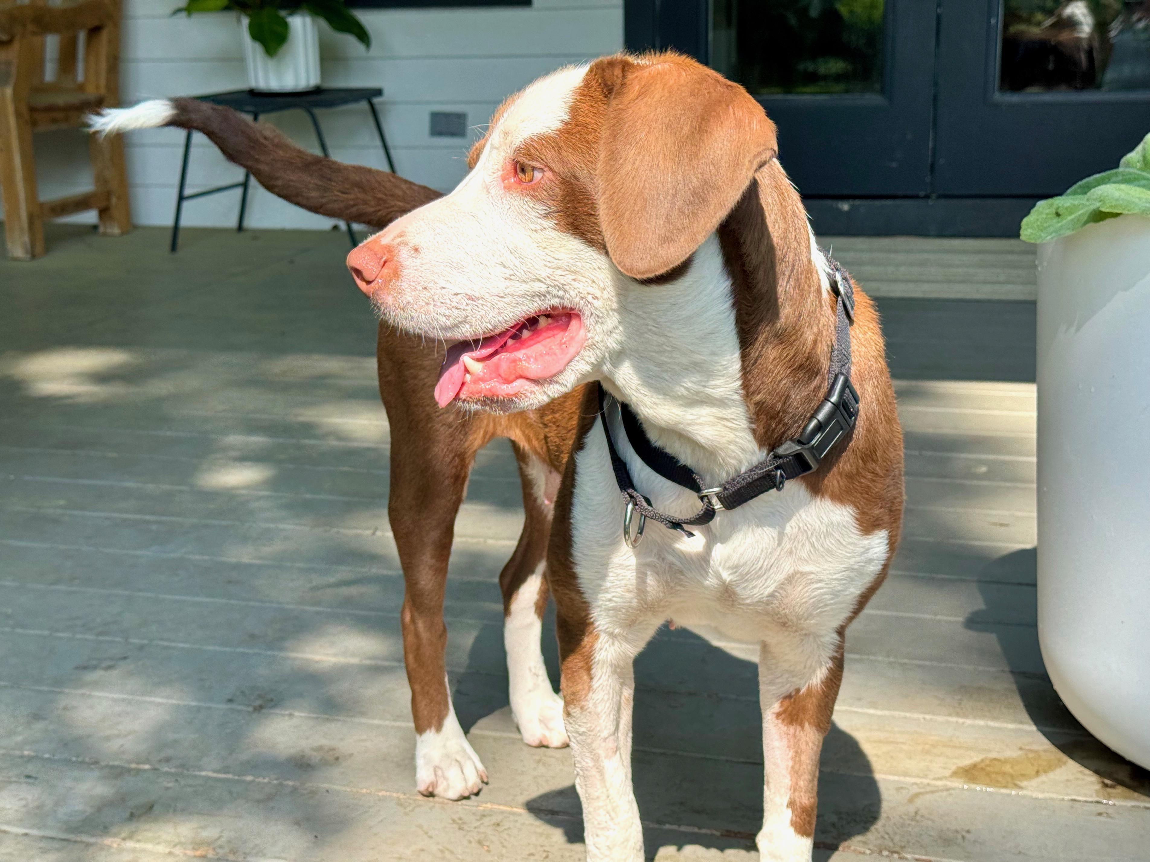 Enlarge Greta, an adopted mixed breed in Round Rock, TX image 1/3