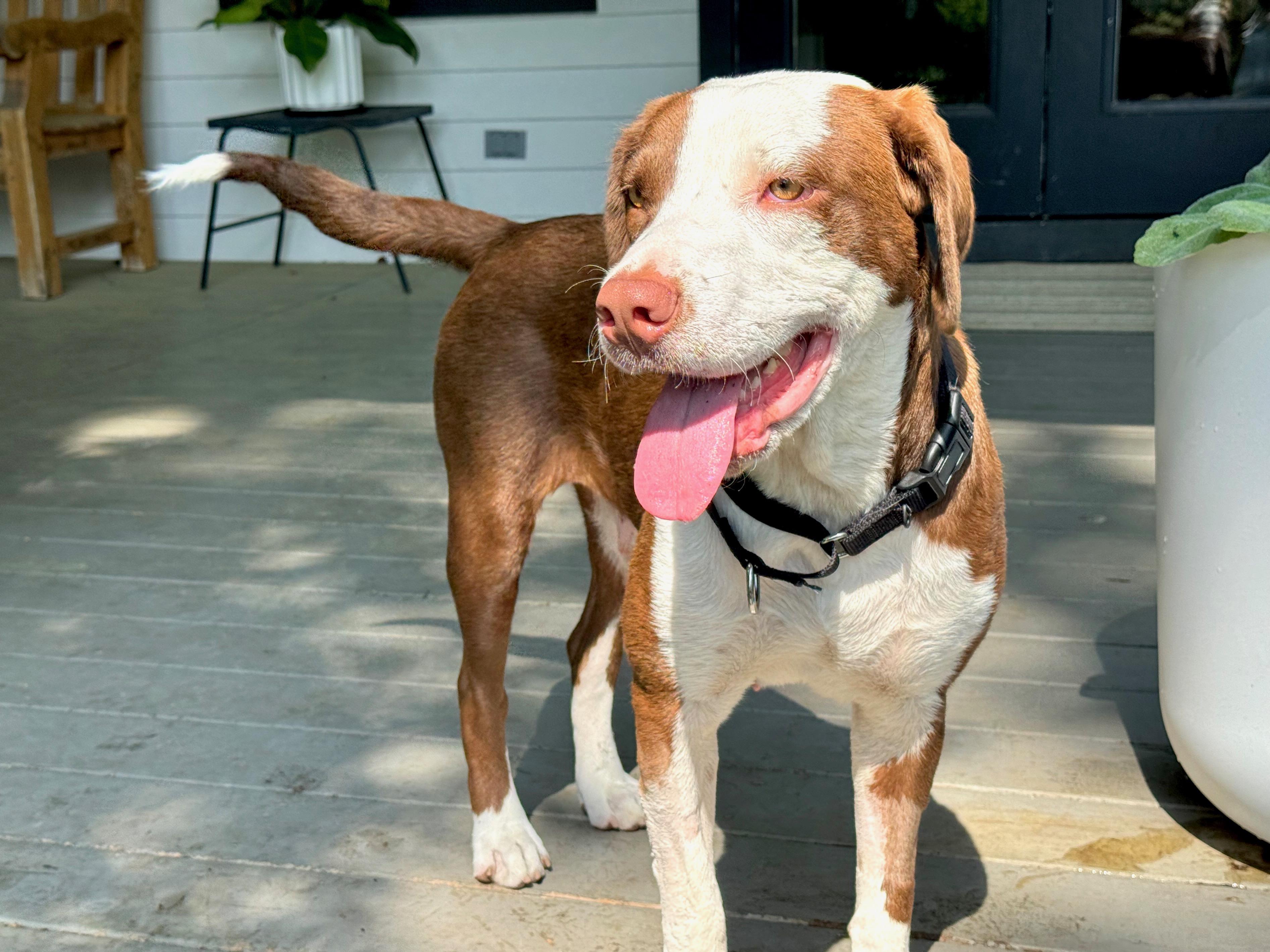 Enlarge Greta, an adopted mixed breed in Round Rock, TX image 3/3